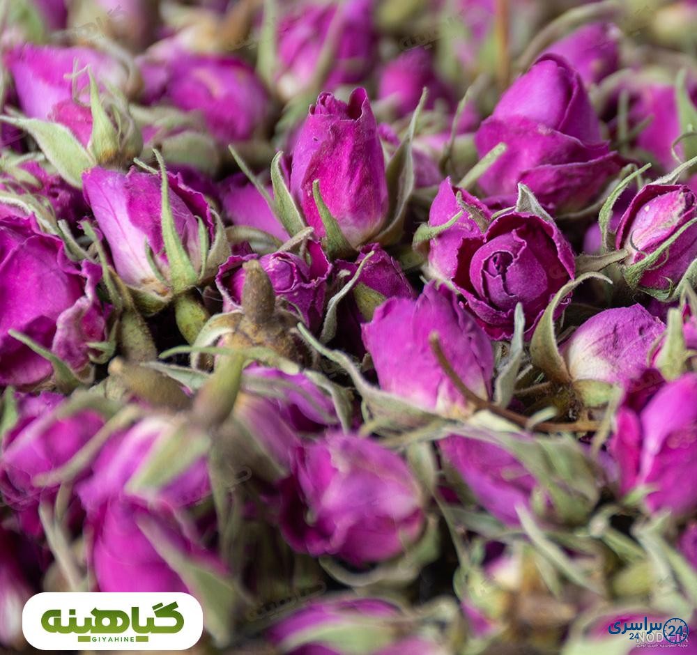 دانلود عکس گل محمدی برای پروفایل
