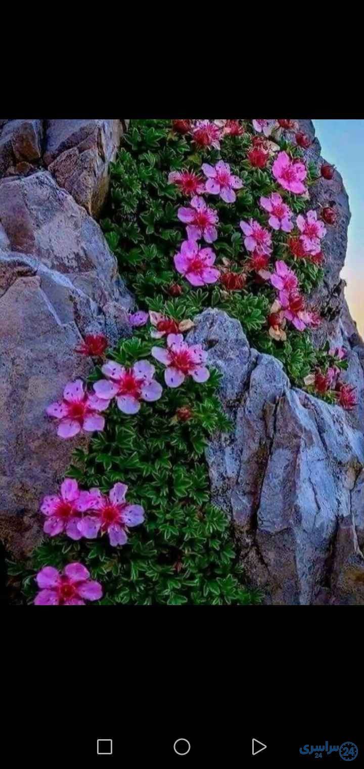 عکس گل از دل سنگ