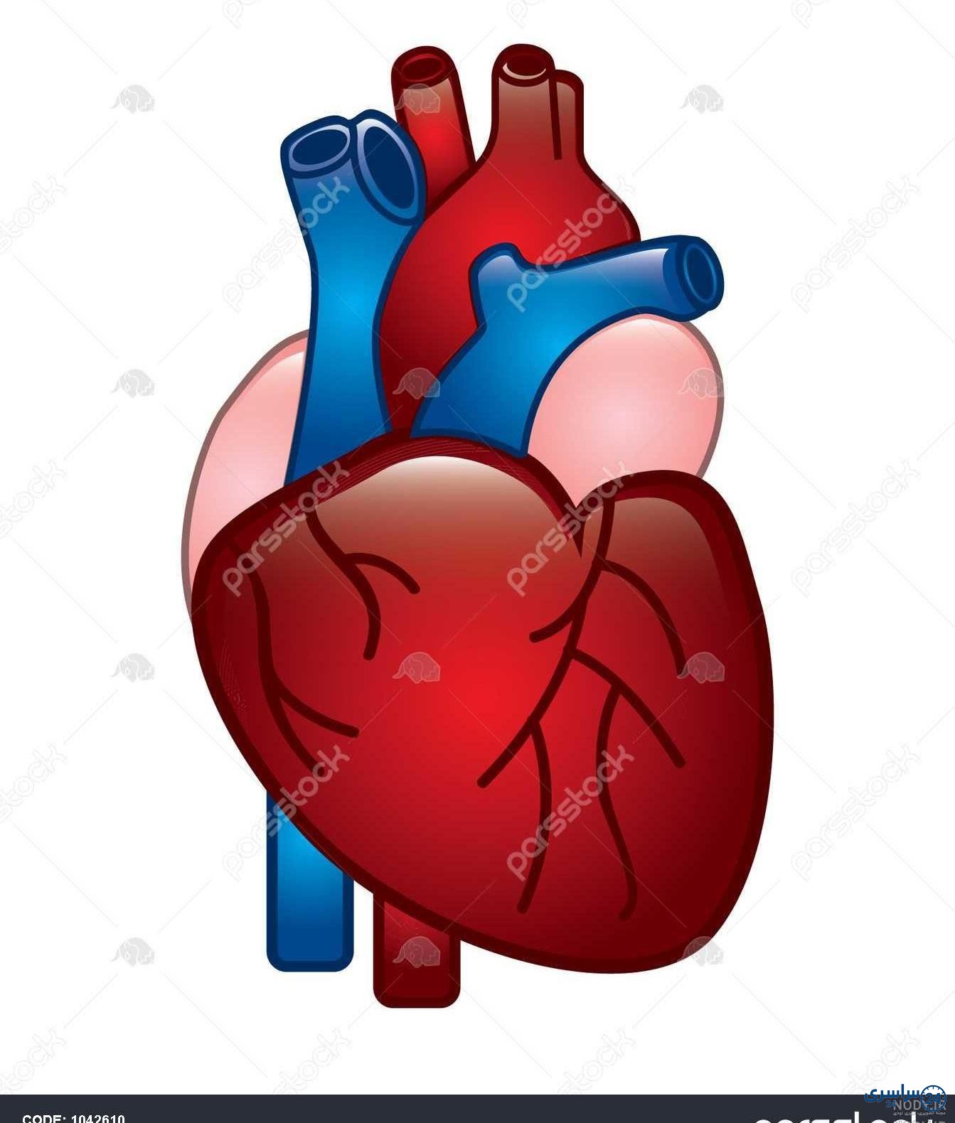 عکس قلب انسان