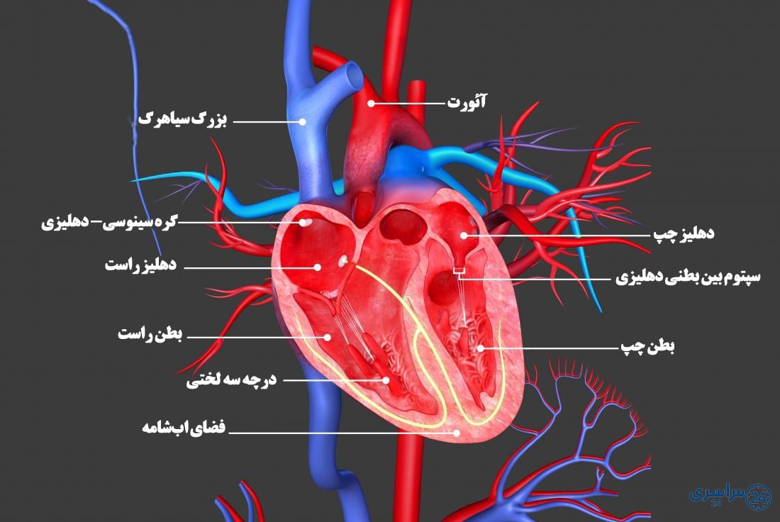 عکس قلب انسان