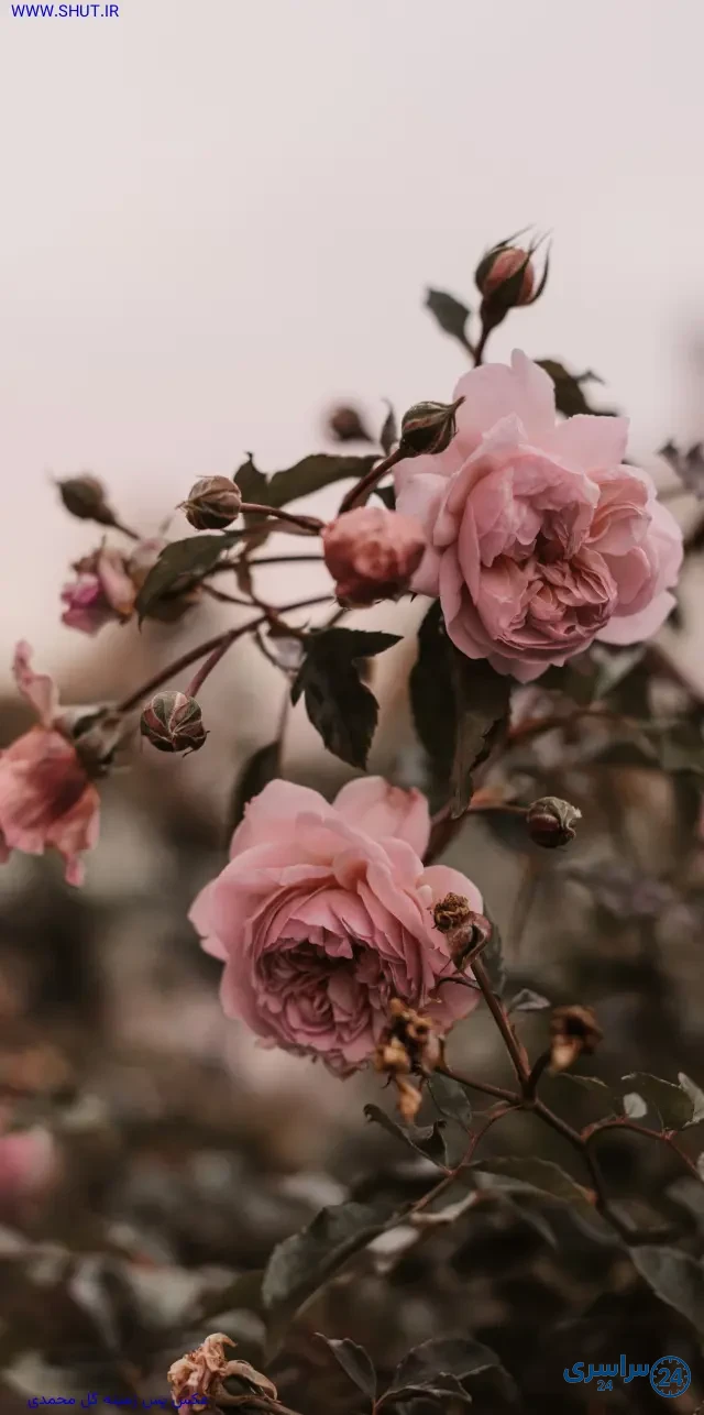 دانلود عکس گل محمدی برای پروفایل