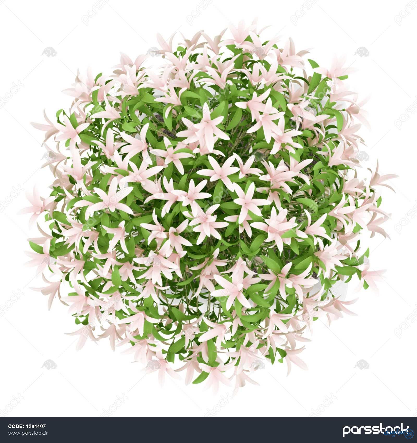 عکس گل از بالا