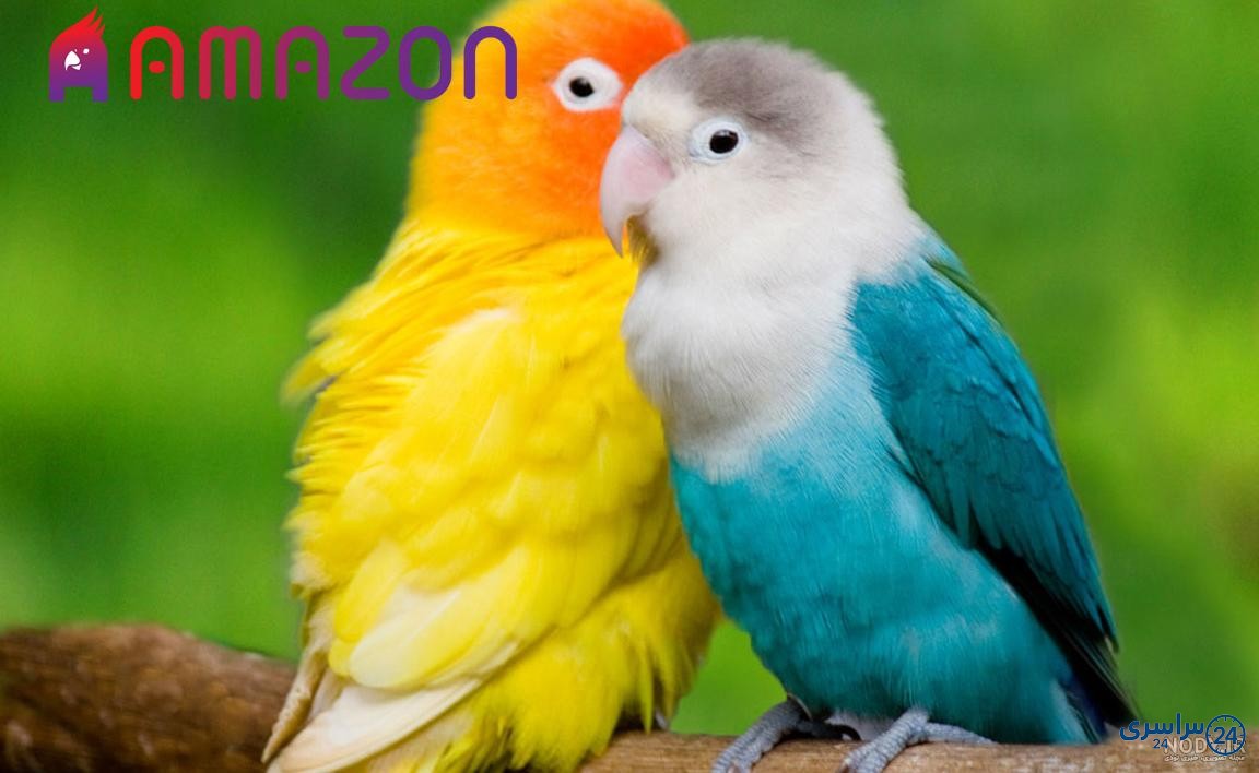 عکس طوطی برزیلی