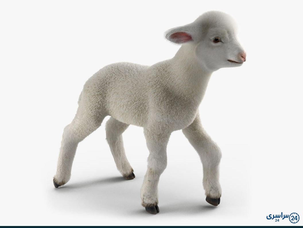 عکس گوسفند