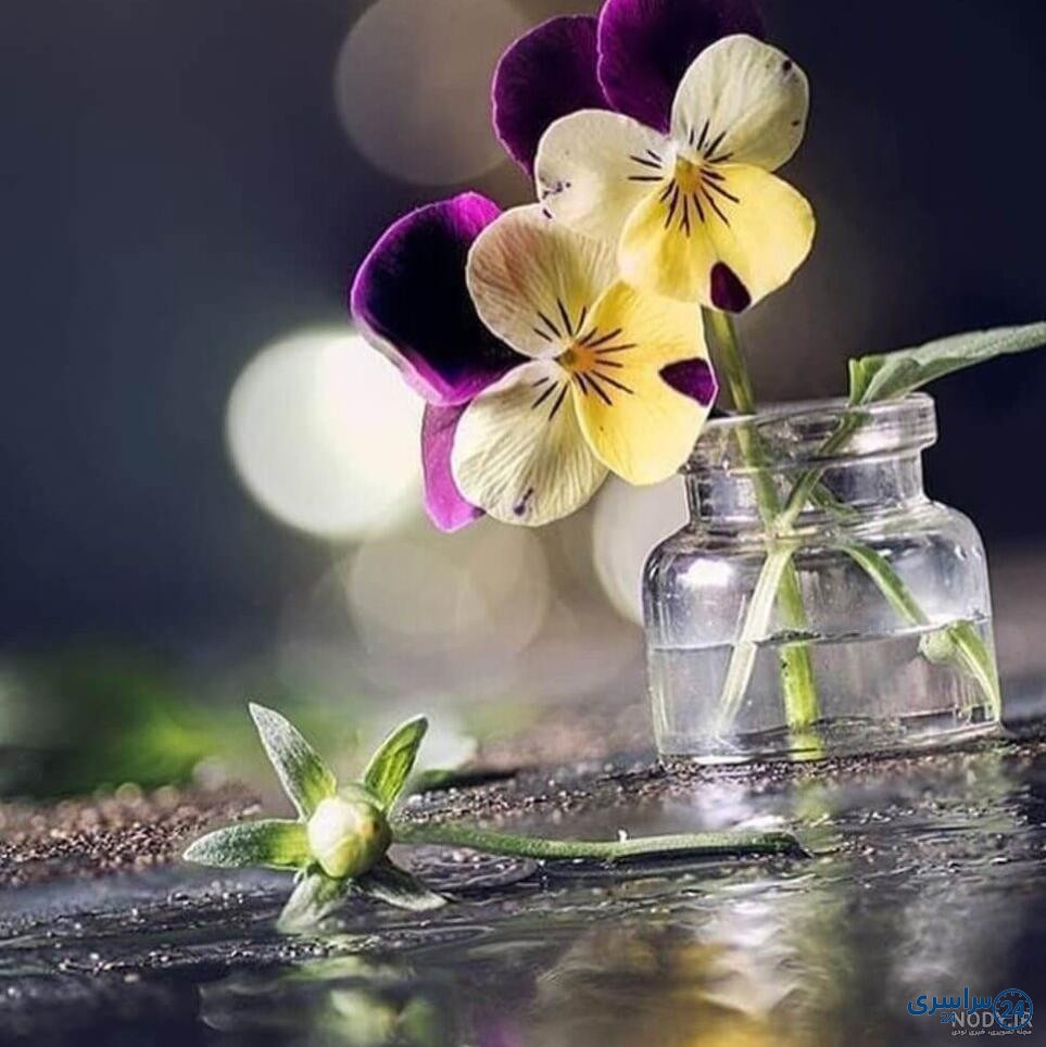 عکس گل برای پروفایل