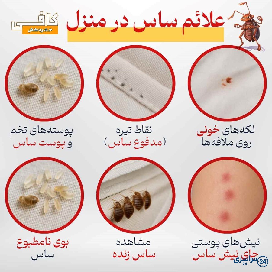 عکس حشره ساس