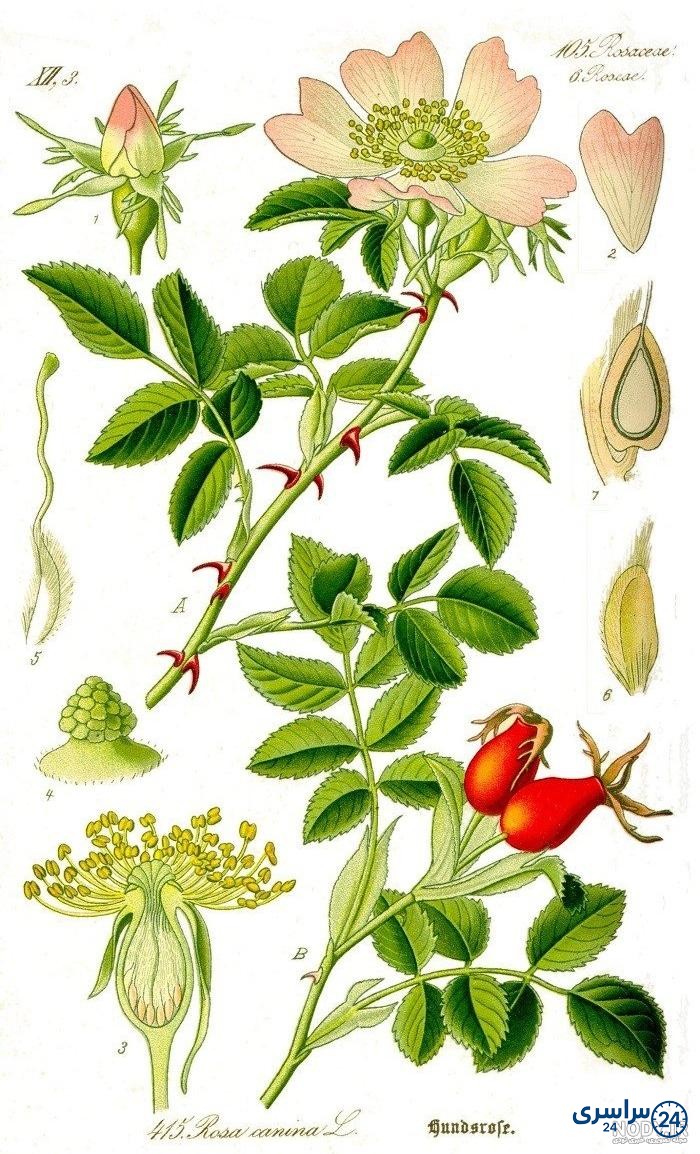 عکس گل نسترن وحشی