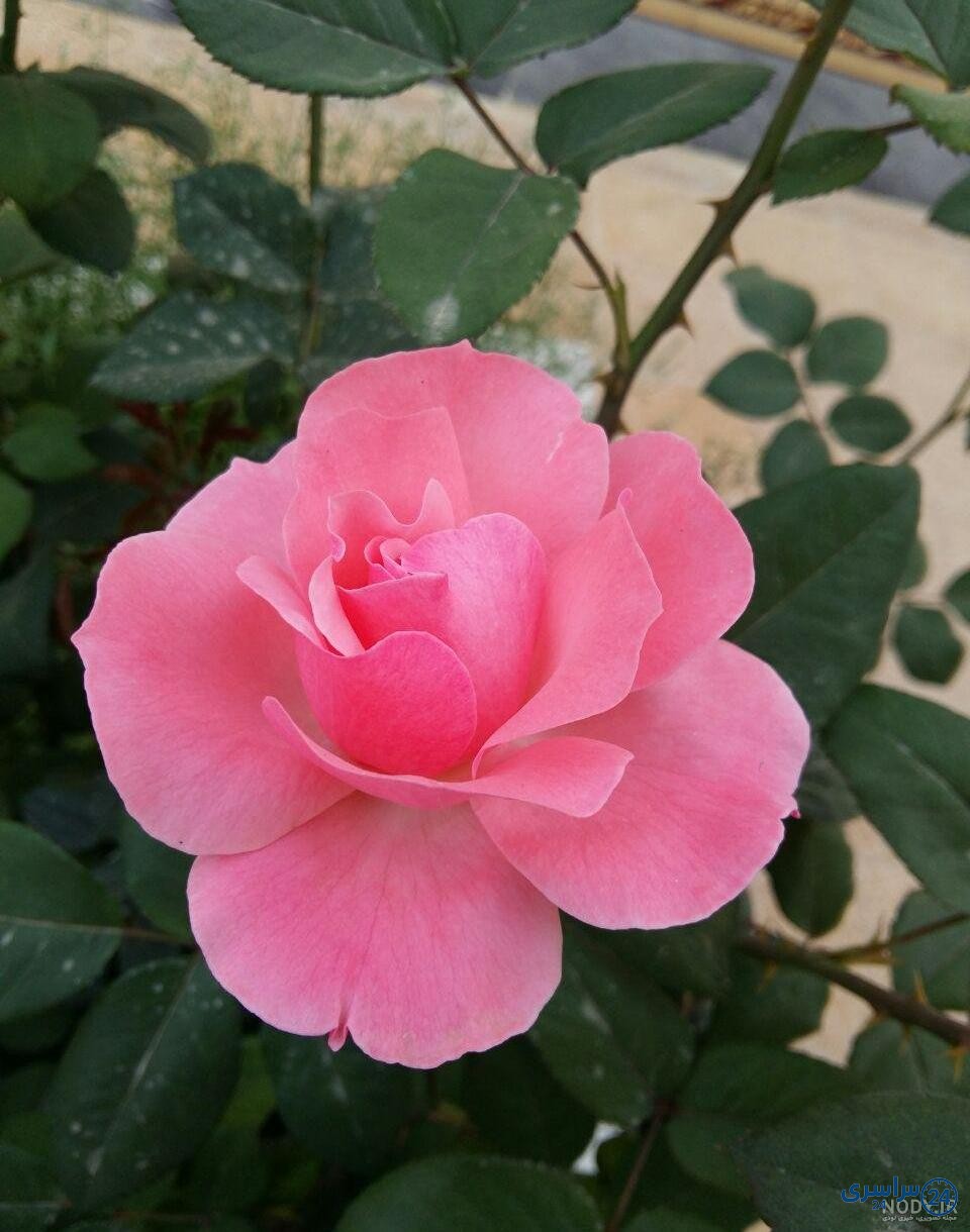 عکس گل طبیعی