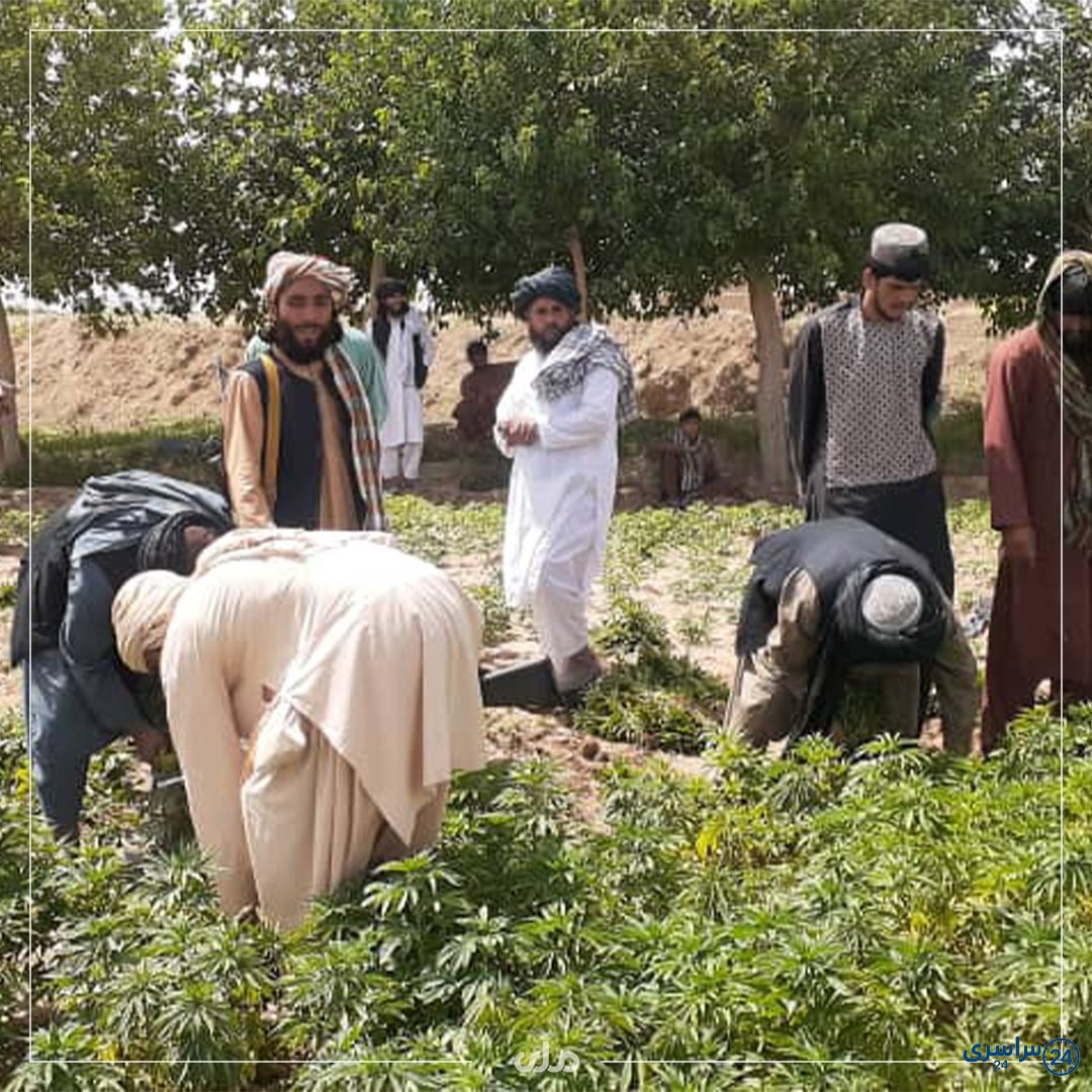 عکس چرس افغانستان