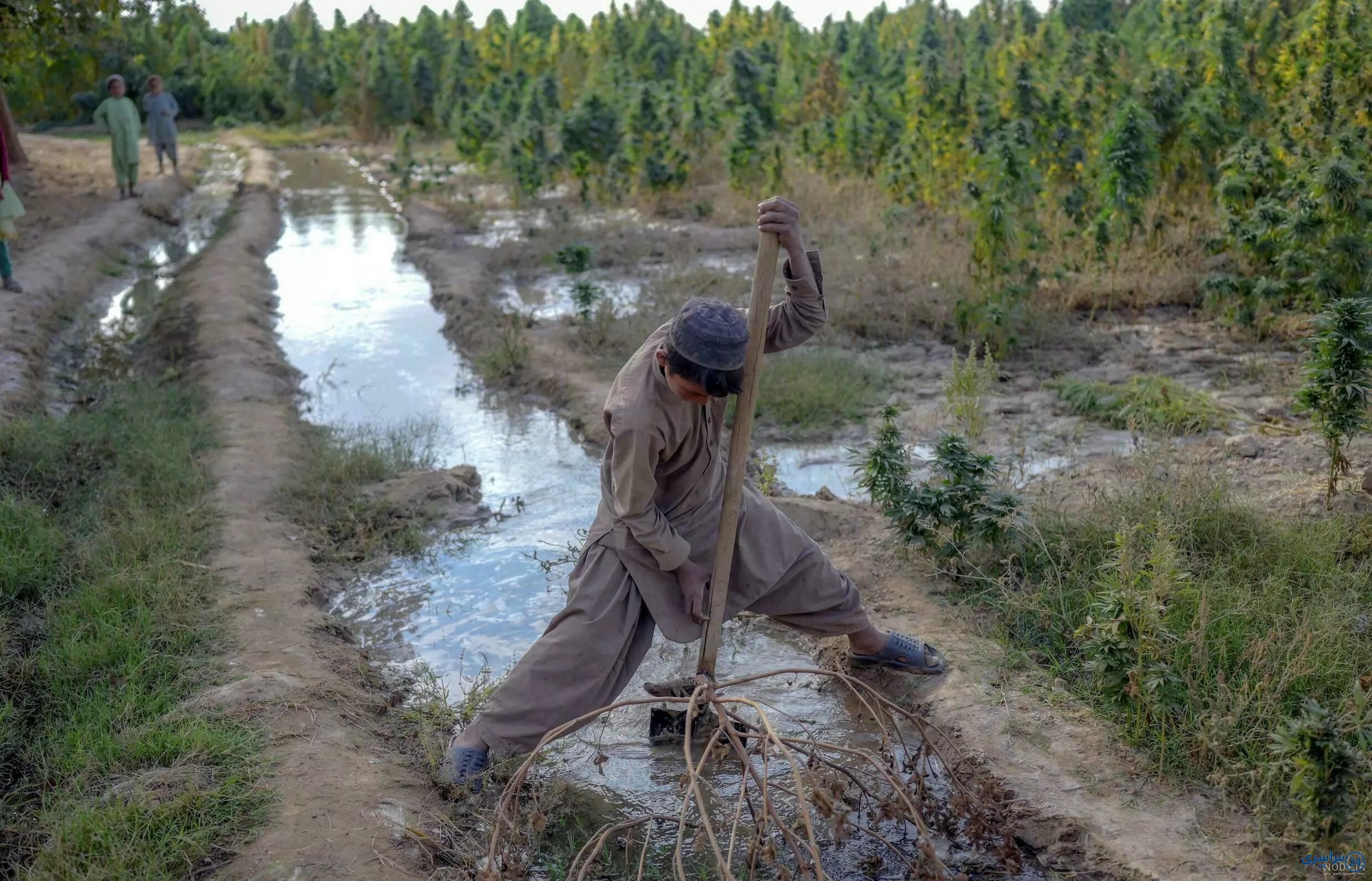 عکس چرس