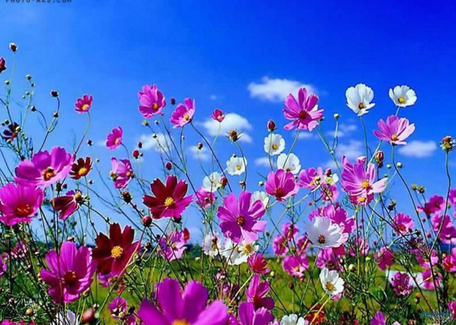 عکس گل در طبیعت