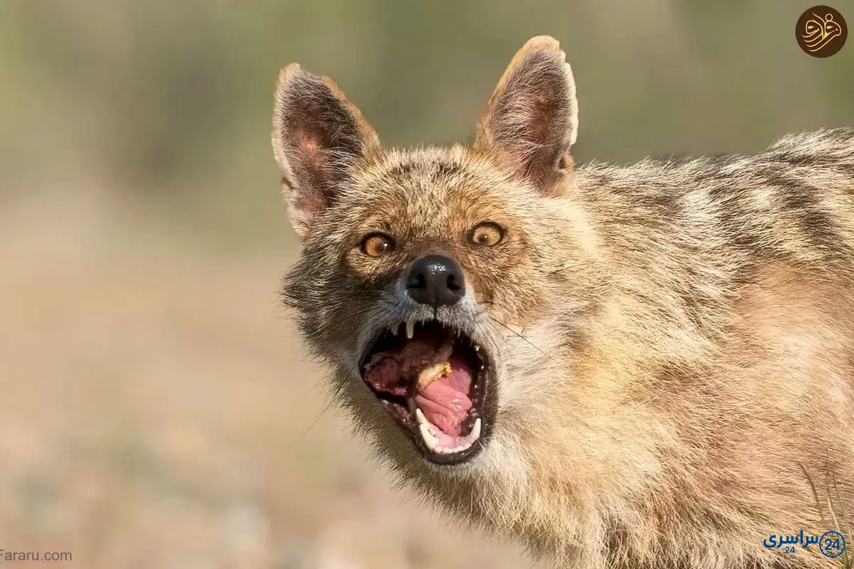عکس شغال