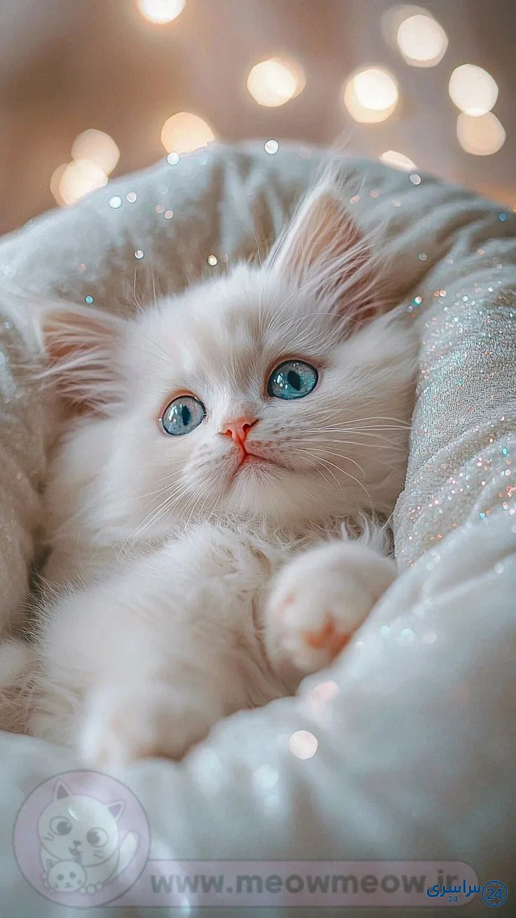 عکس گربه