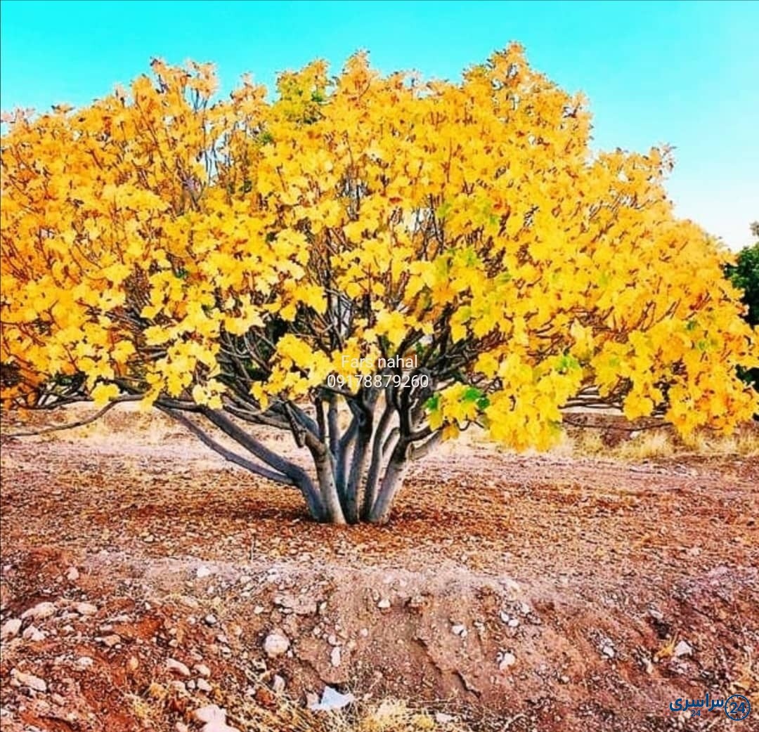 عکس گل درخت انجیر