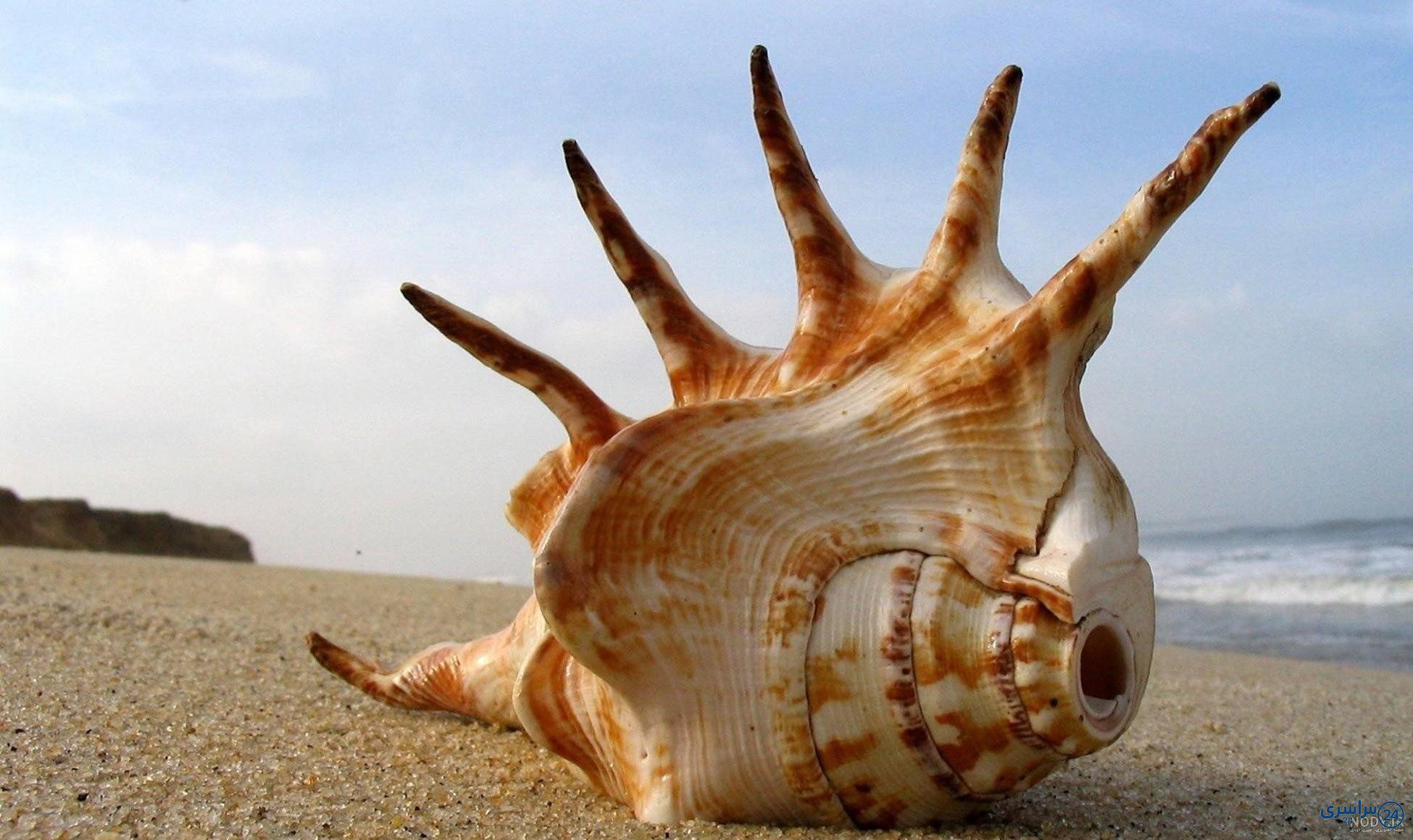 عکس صدف دریایی