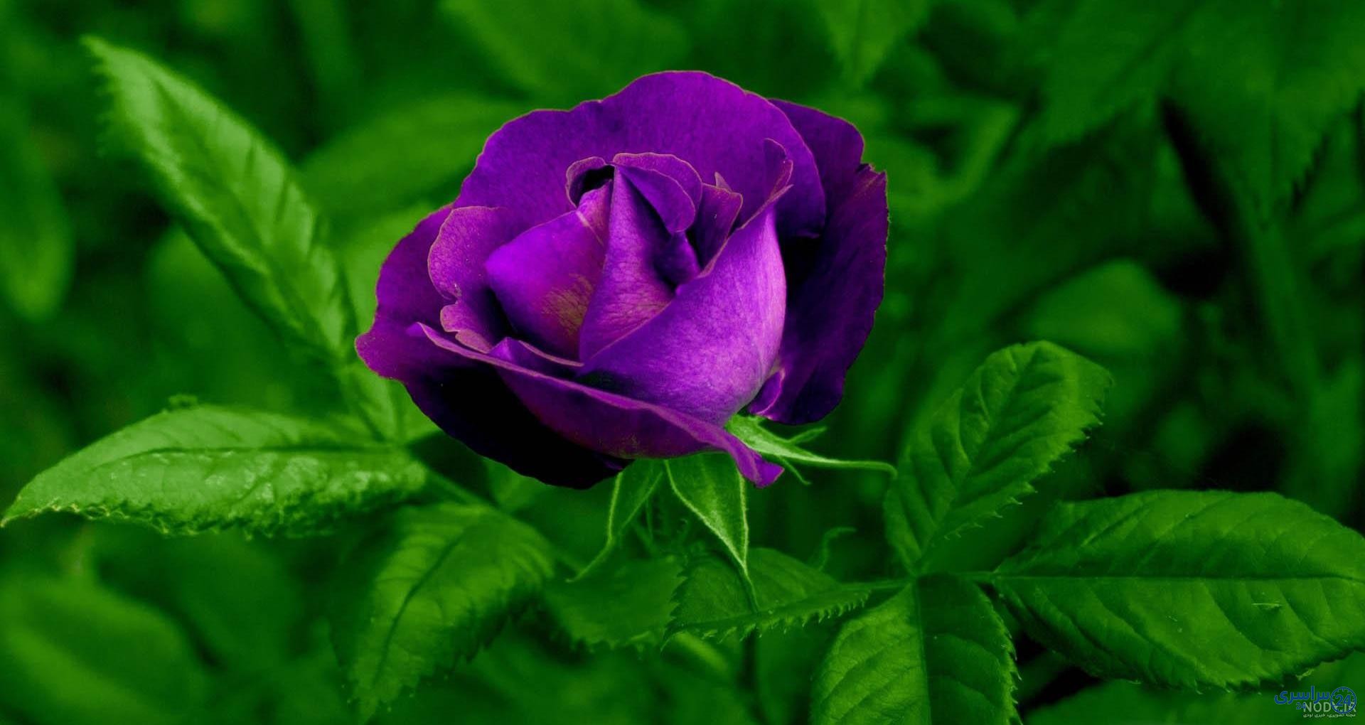 عکس گل طبیعی