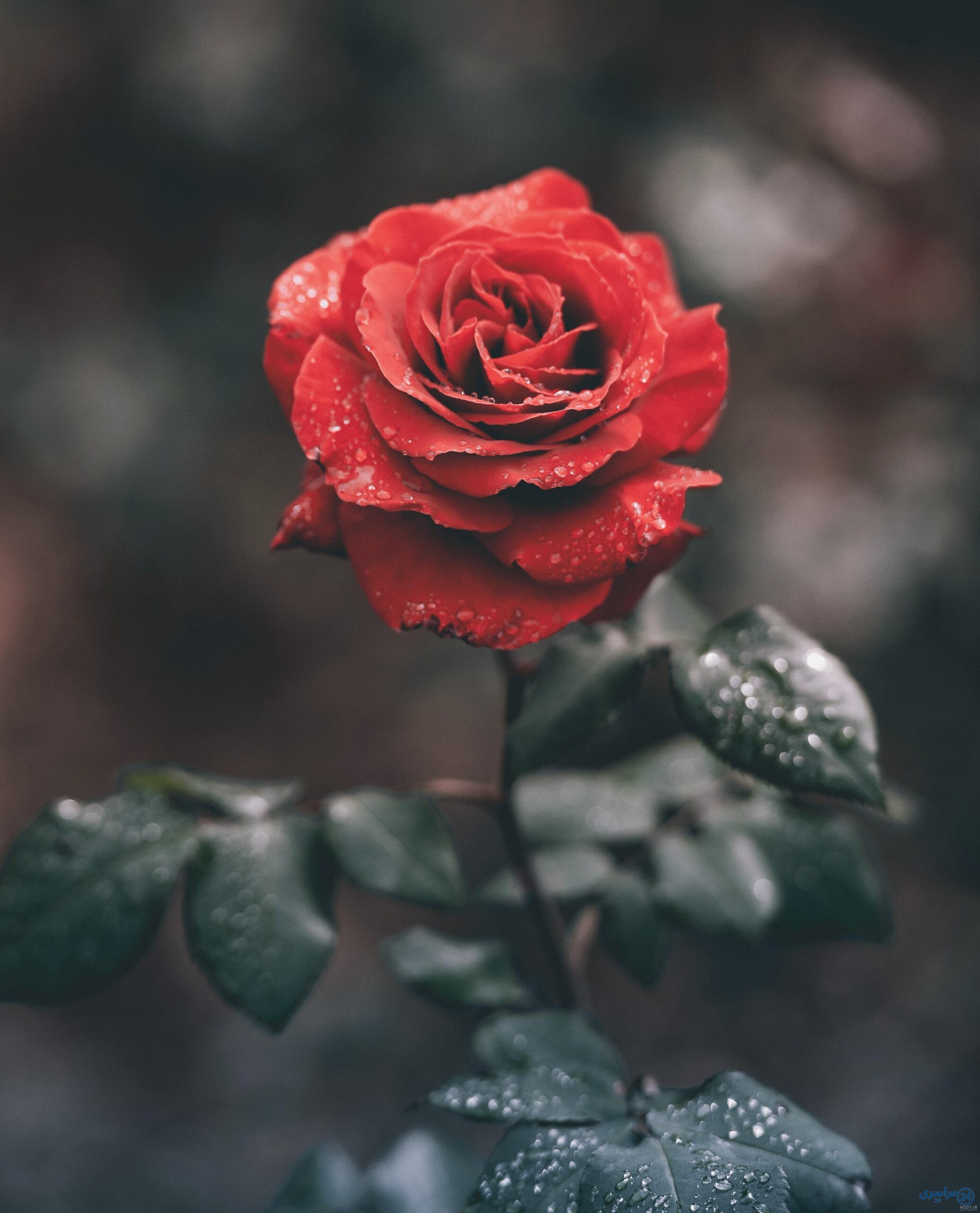 عکس گل از بالا