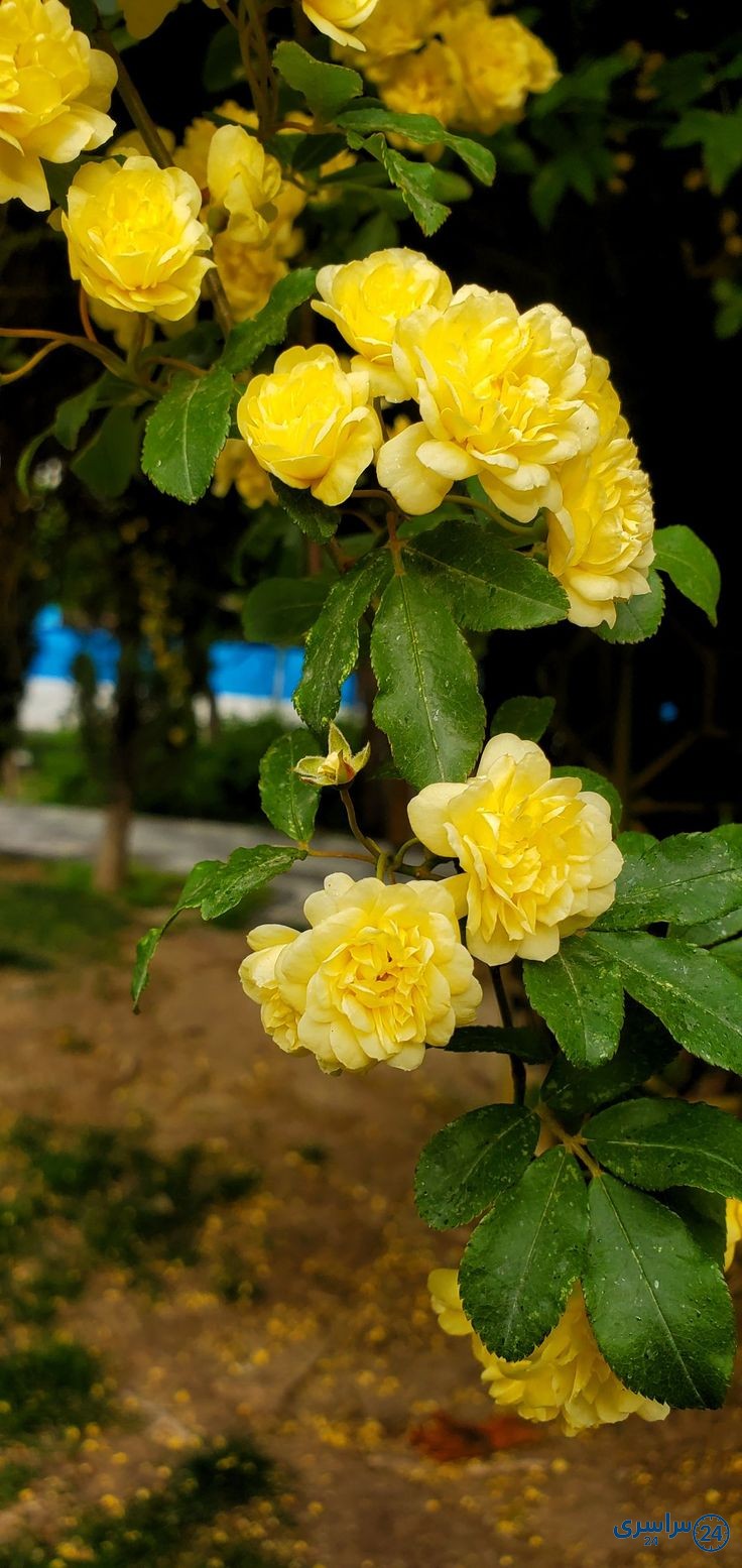 عکس گل برای استوری