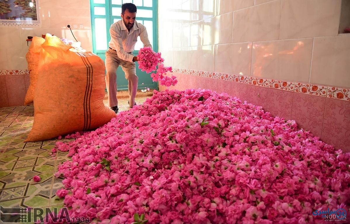 دانلود عکس گل محمدی برای پروفایل