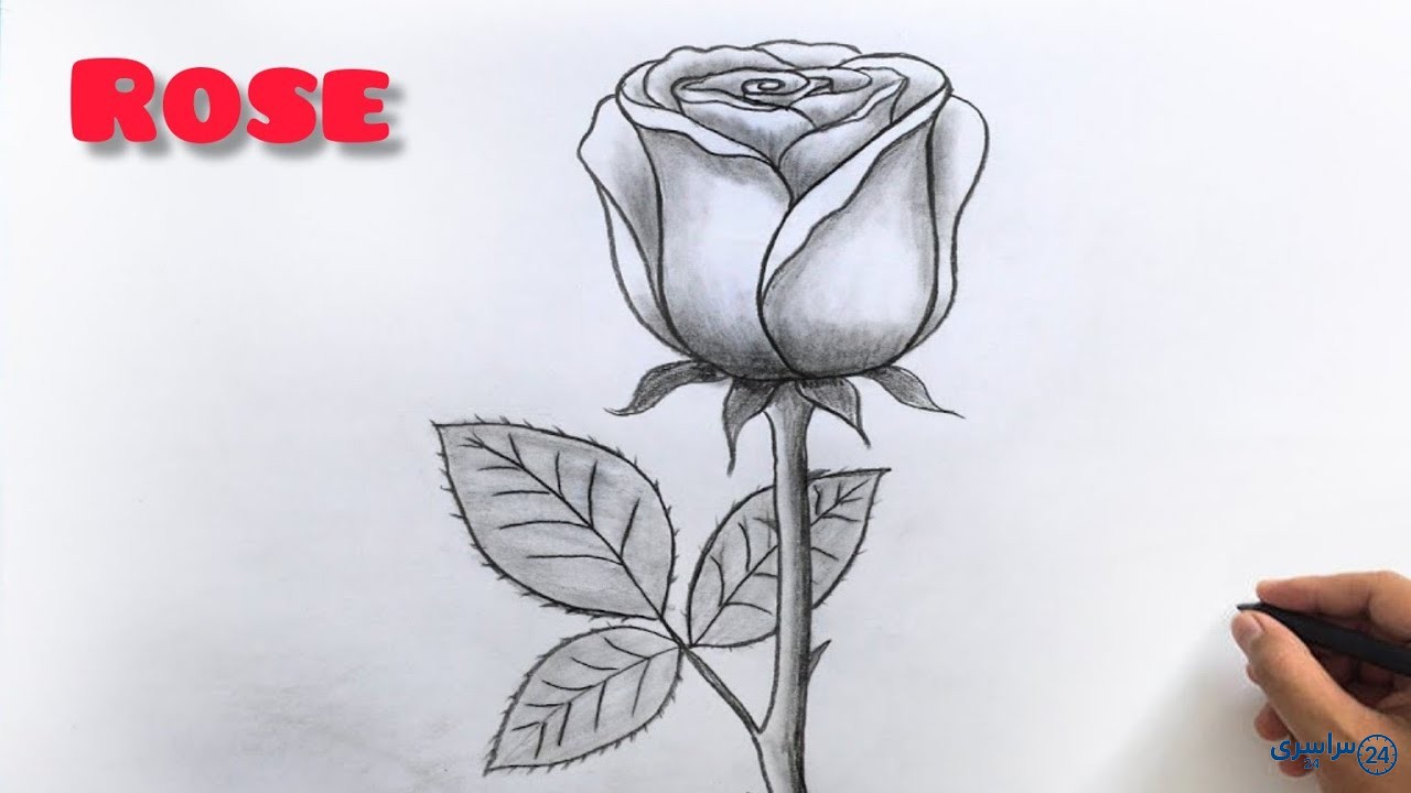 عکس آموزش نقاشی گل رز