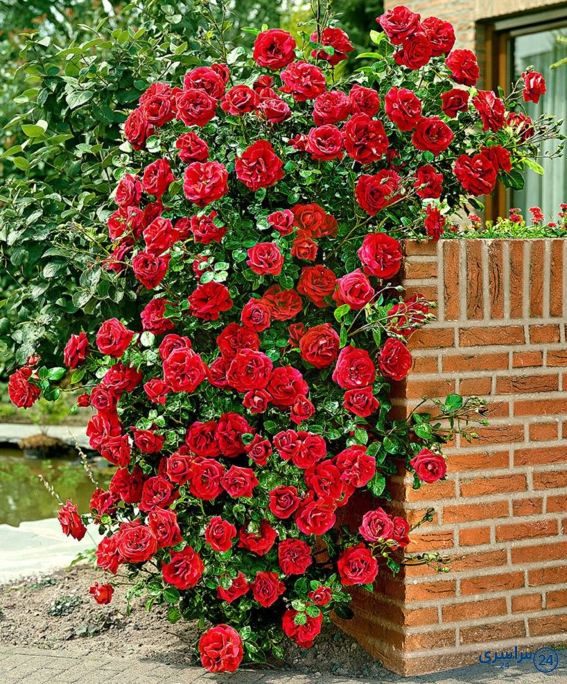 عکس گل رز