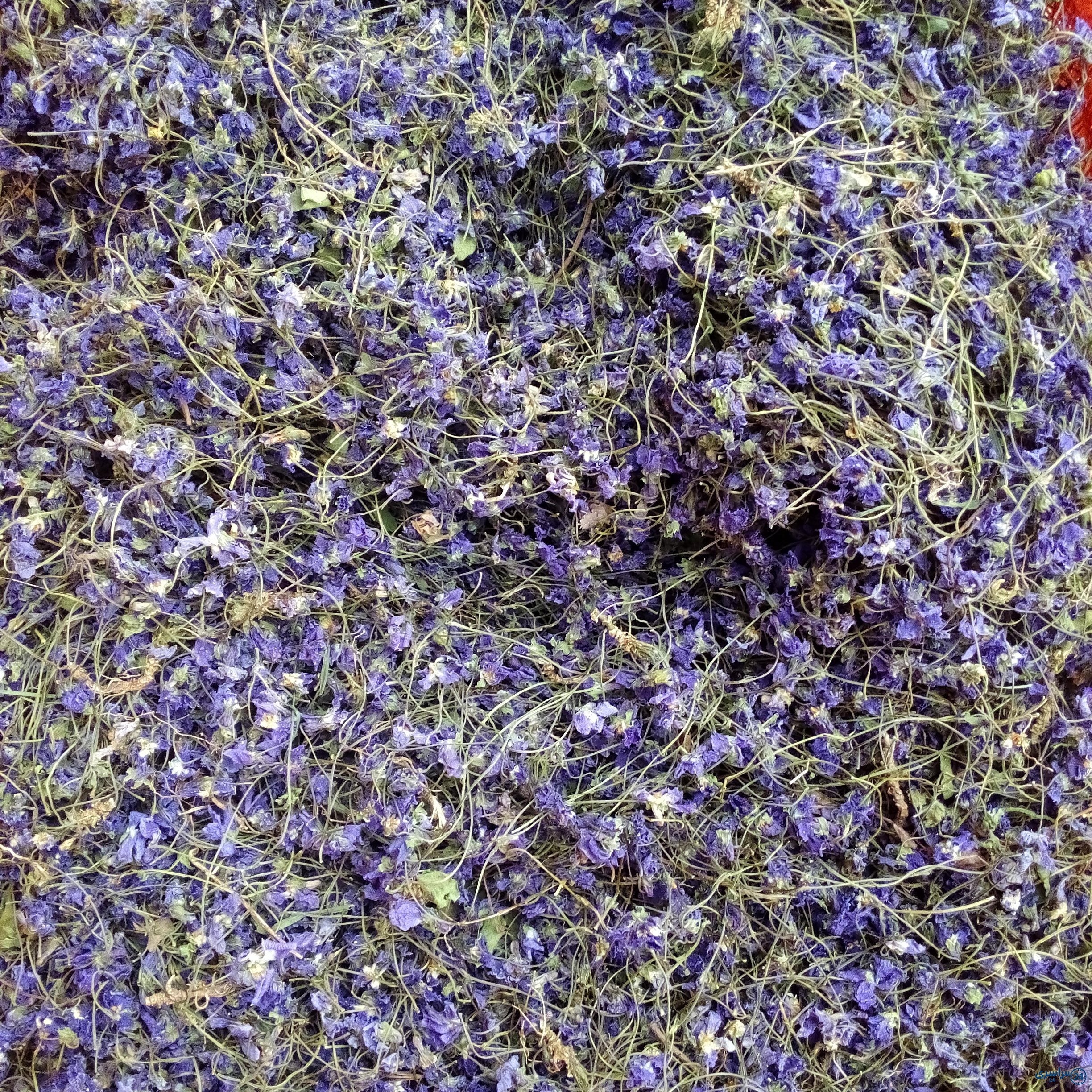 عکس گل بنفشه خشک شده
