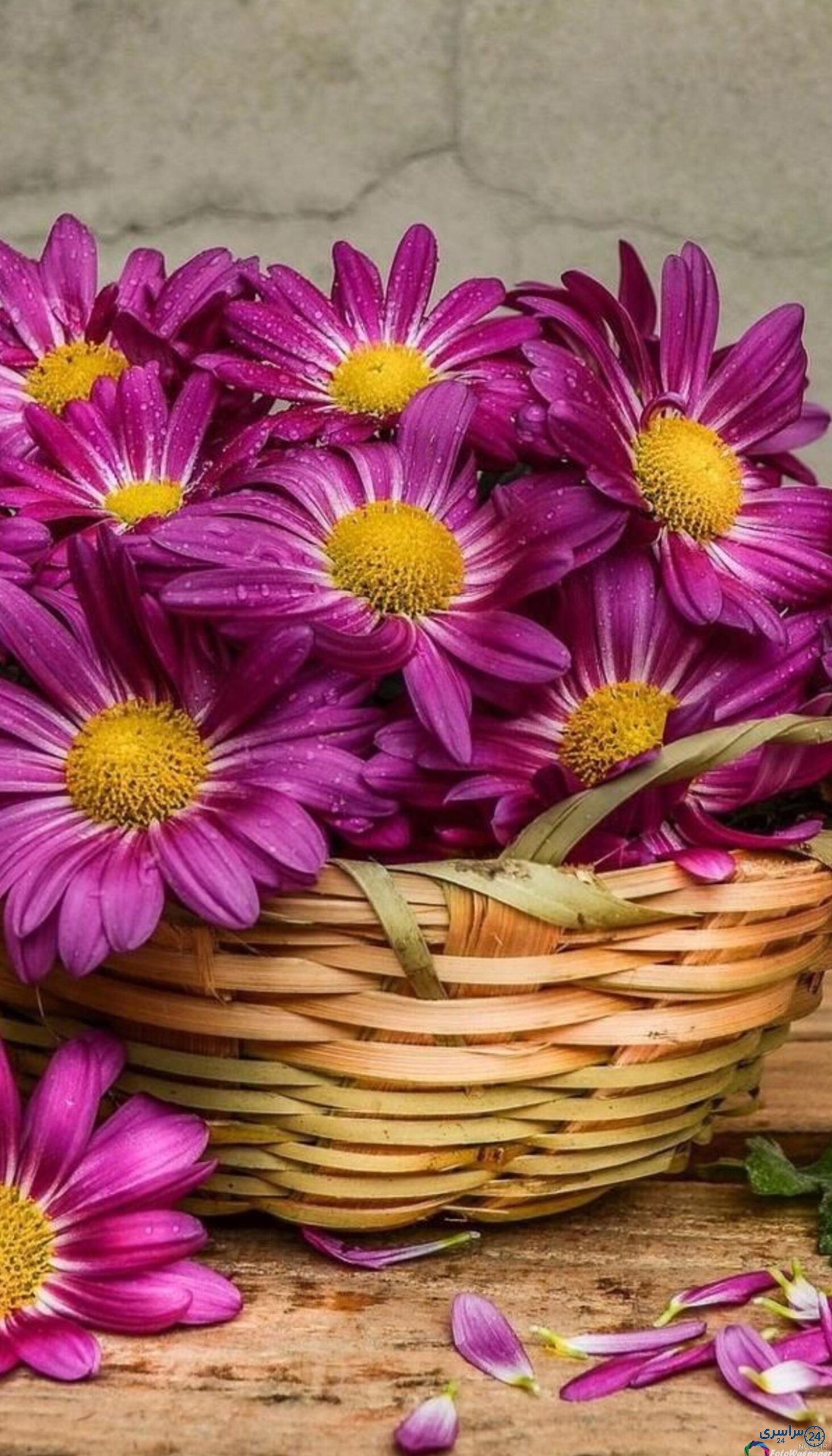 عکس گل بابونه