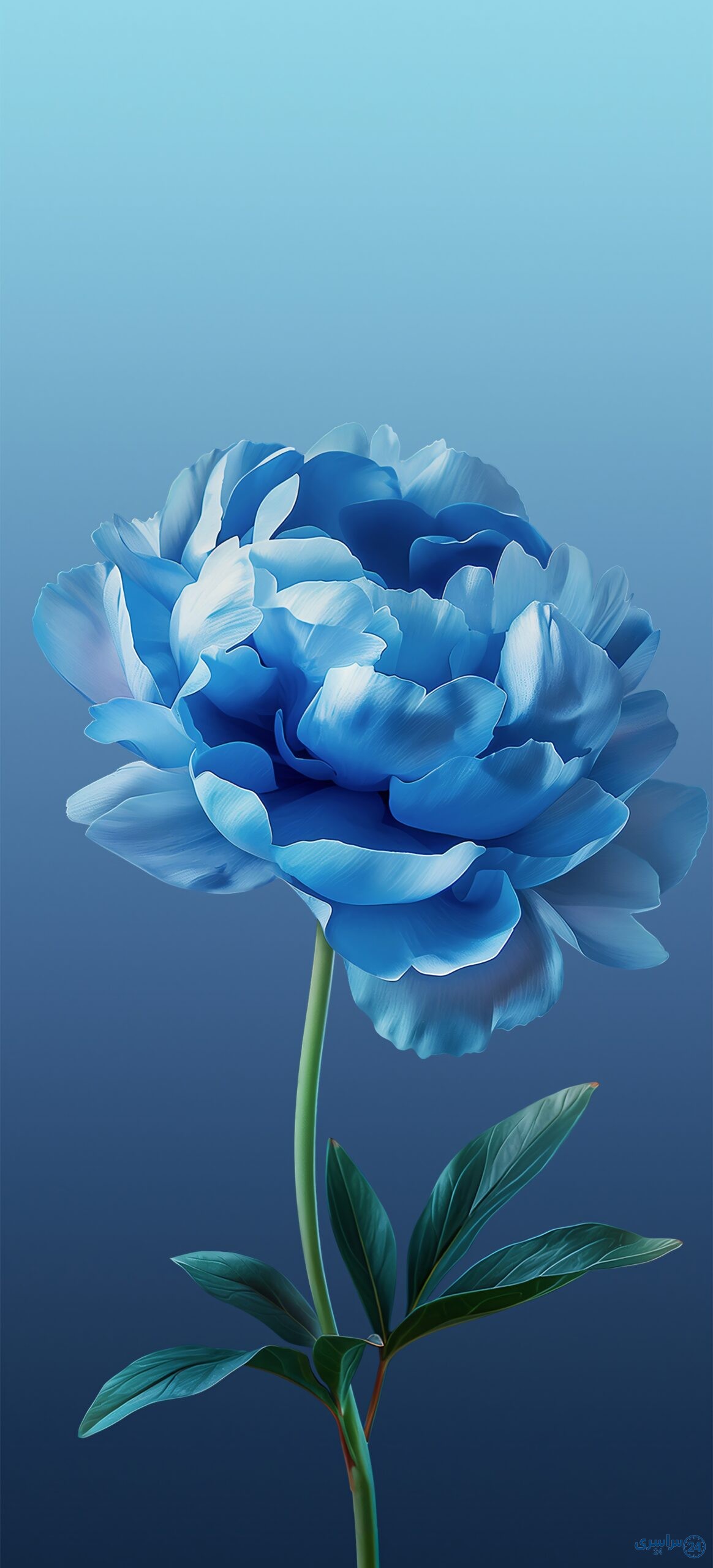 عکس گل با کیفیت
