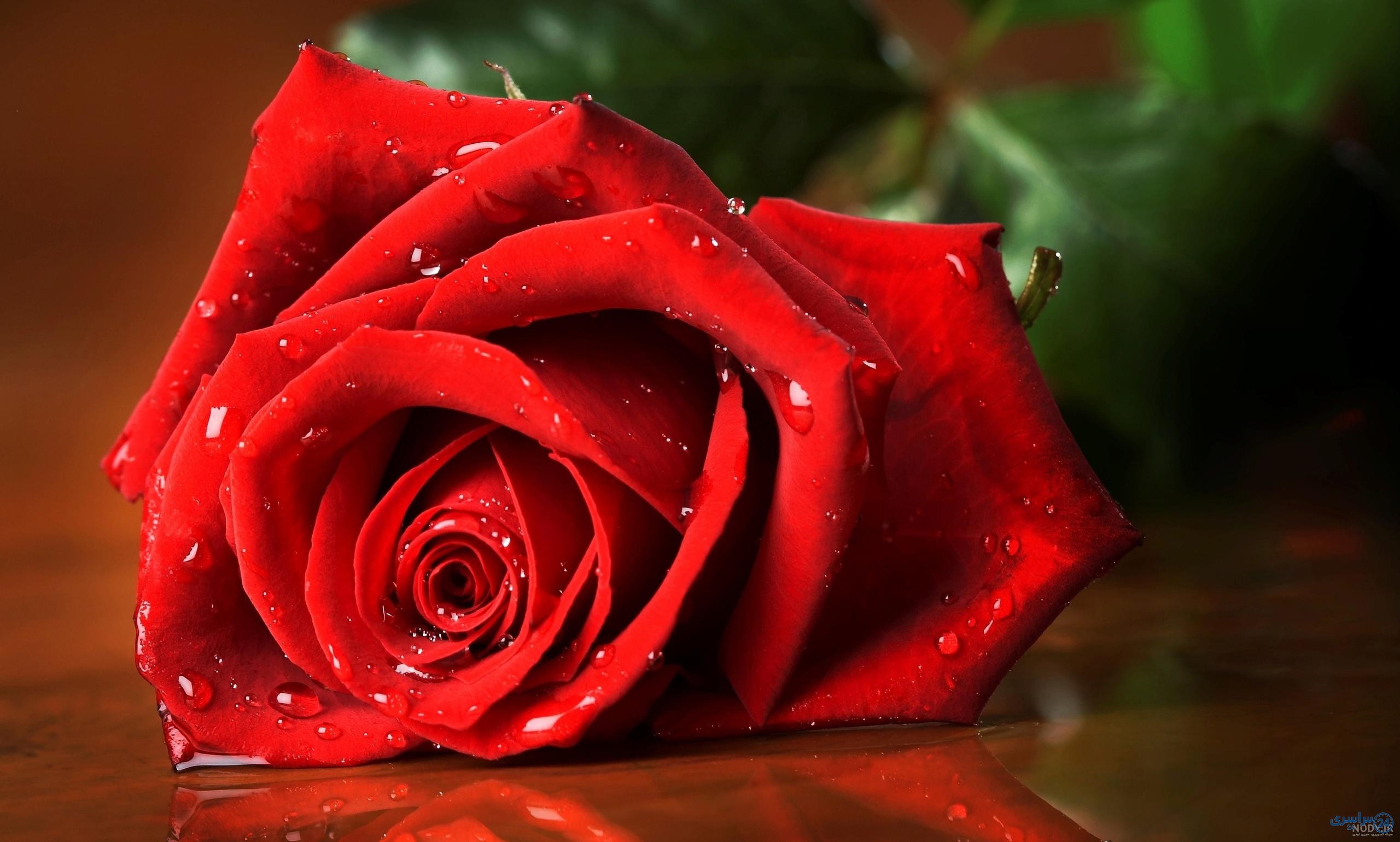 عکس از گل زیبا