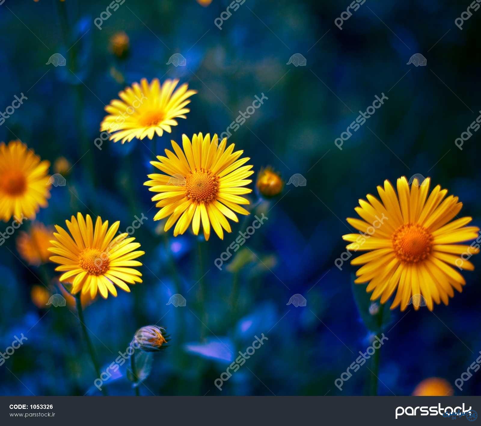عکس گل بابونه زرد
