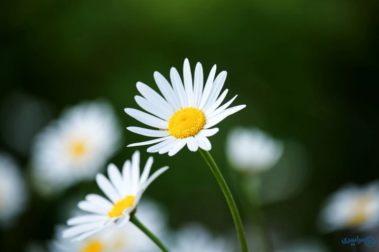 عکس گل بابونه
