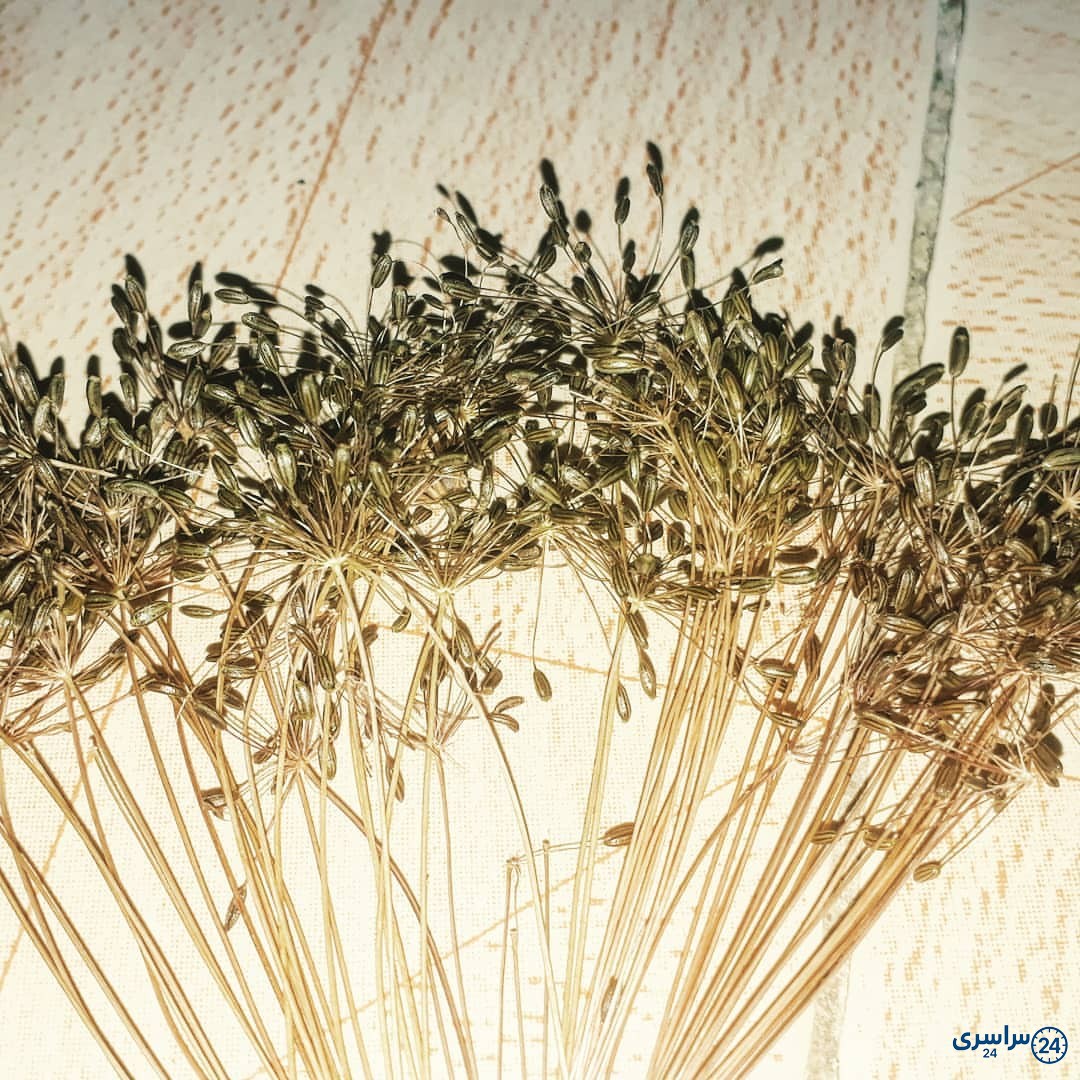 عکس زیره