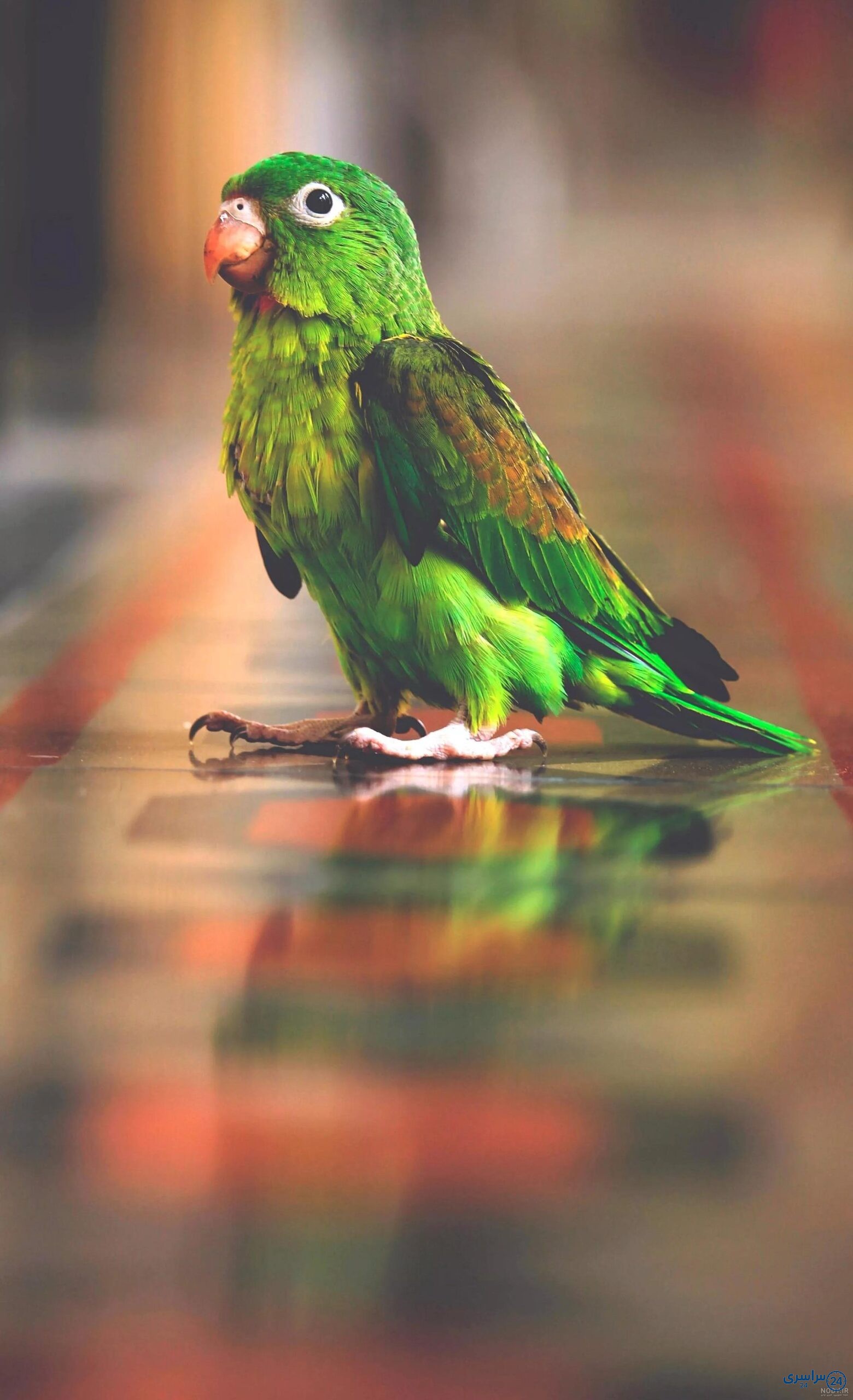 عکس طوطی