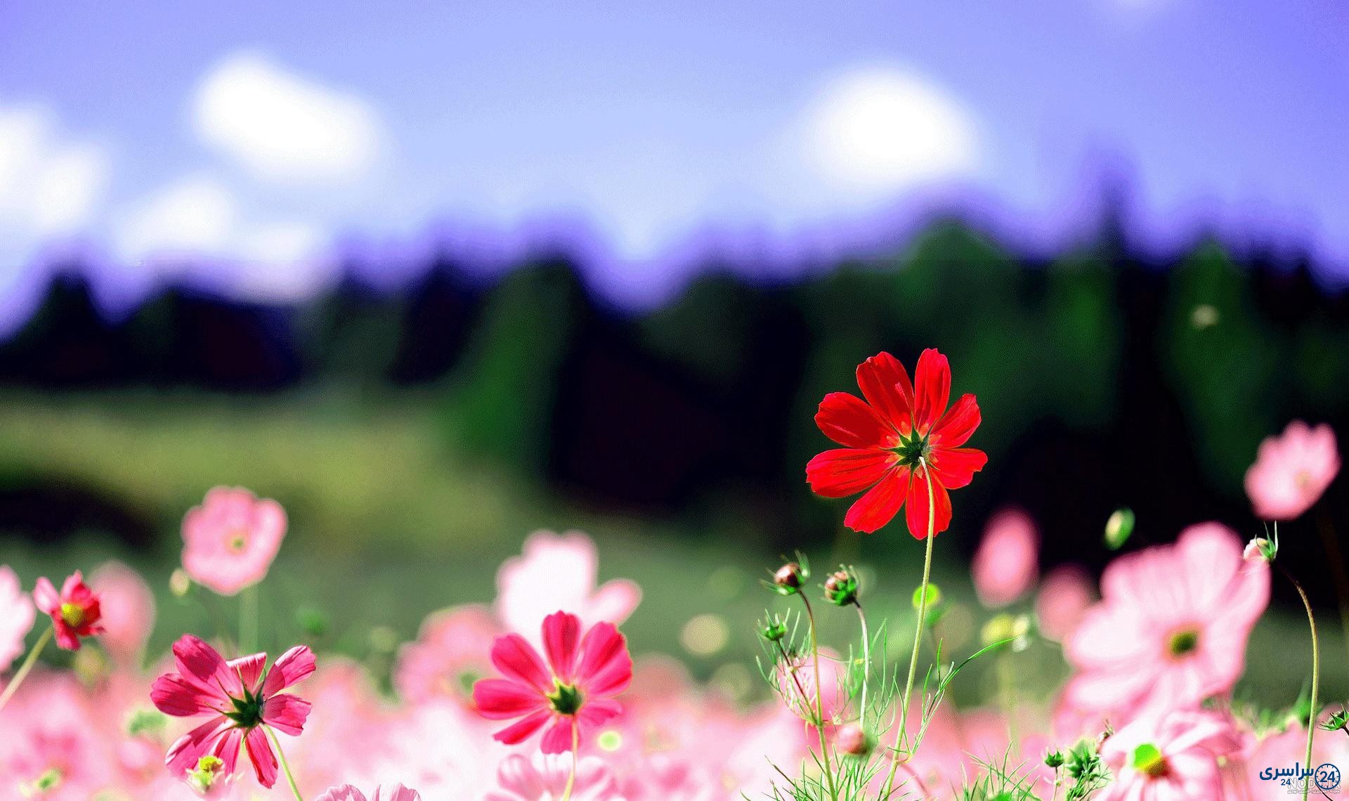 عکس گل در طبیعت