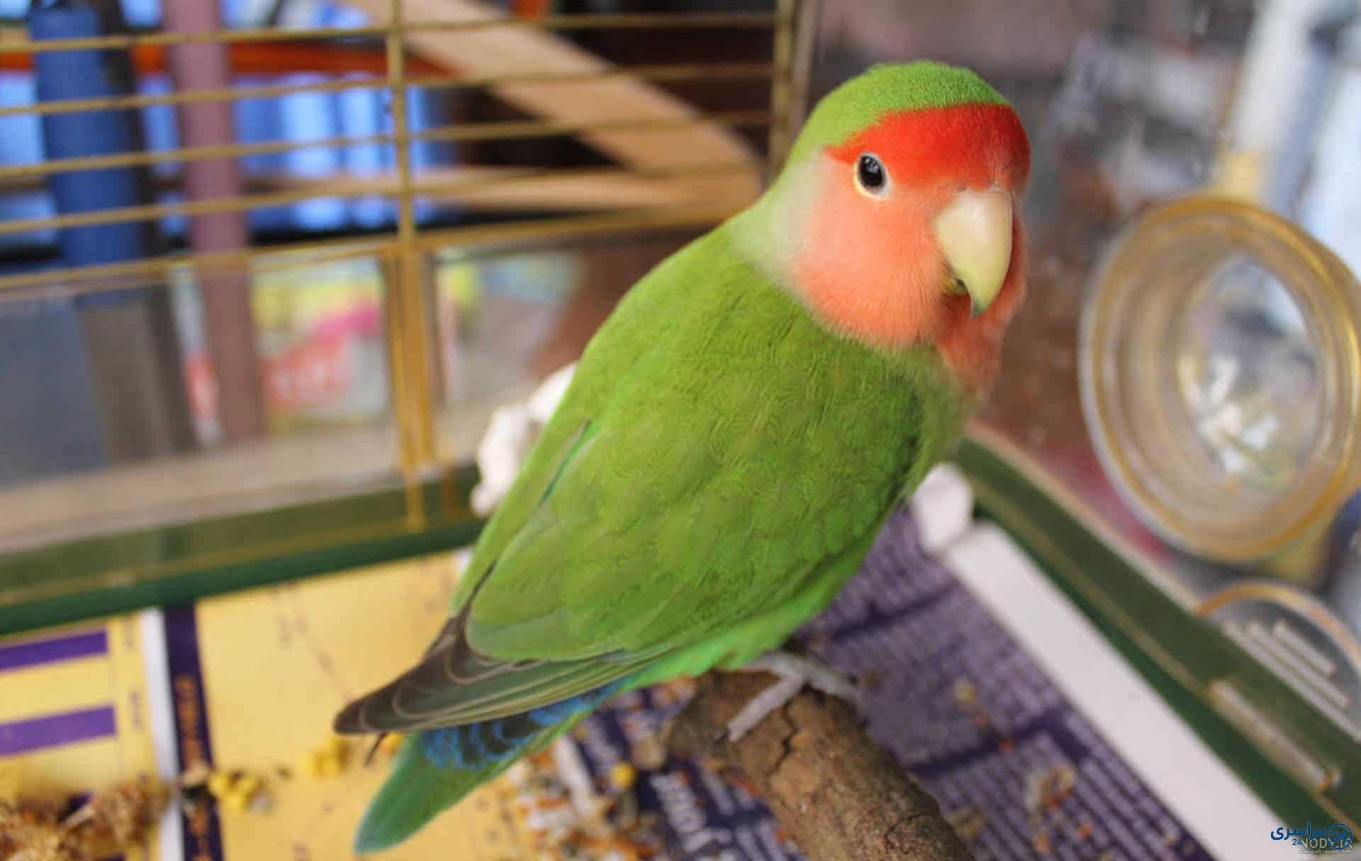 عکس طوطی برزیلی