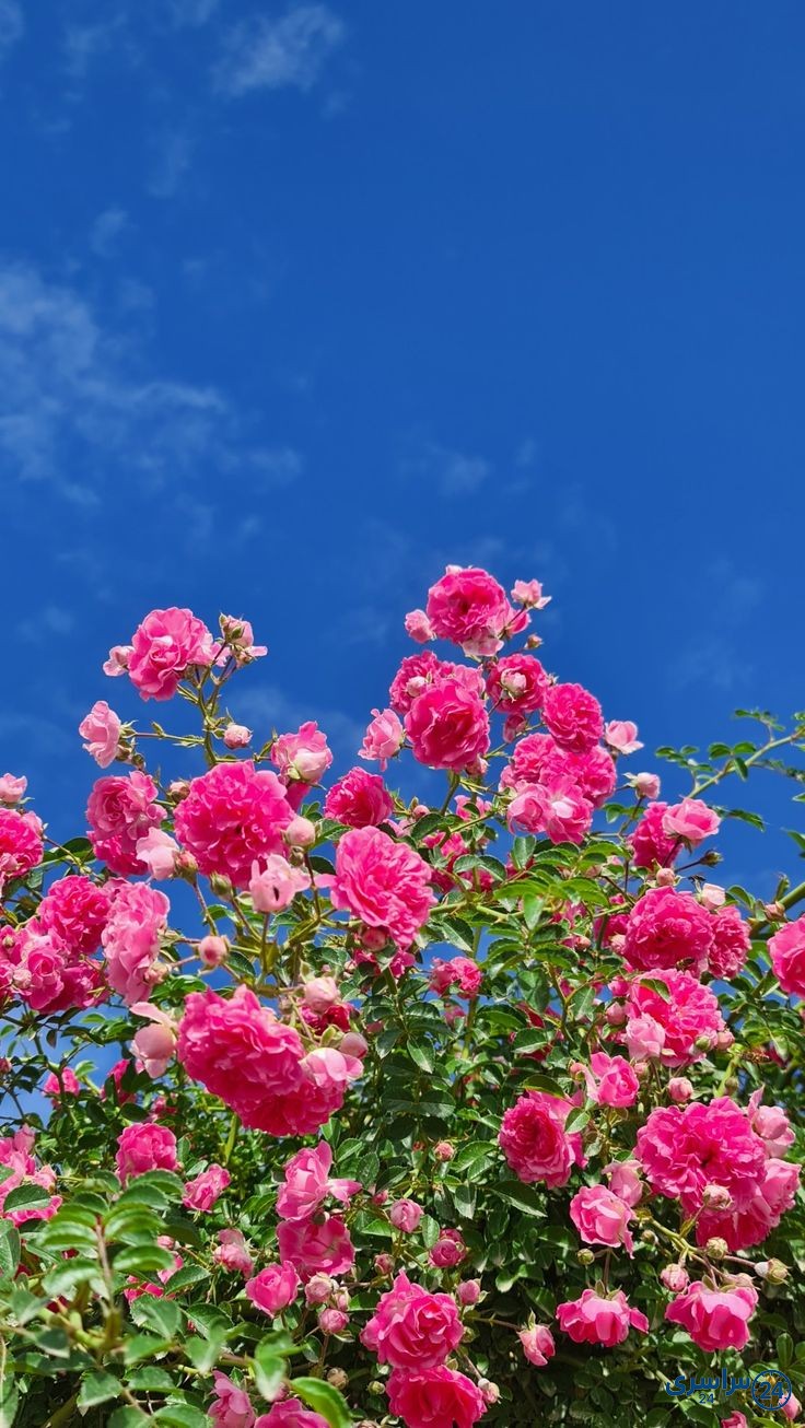 عکس گل برای استوری