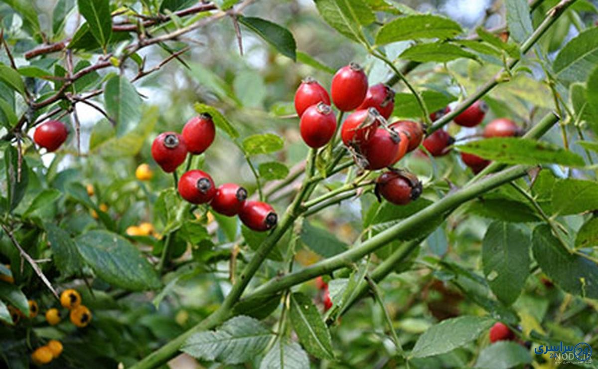 عکس گل نسترن وحشی