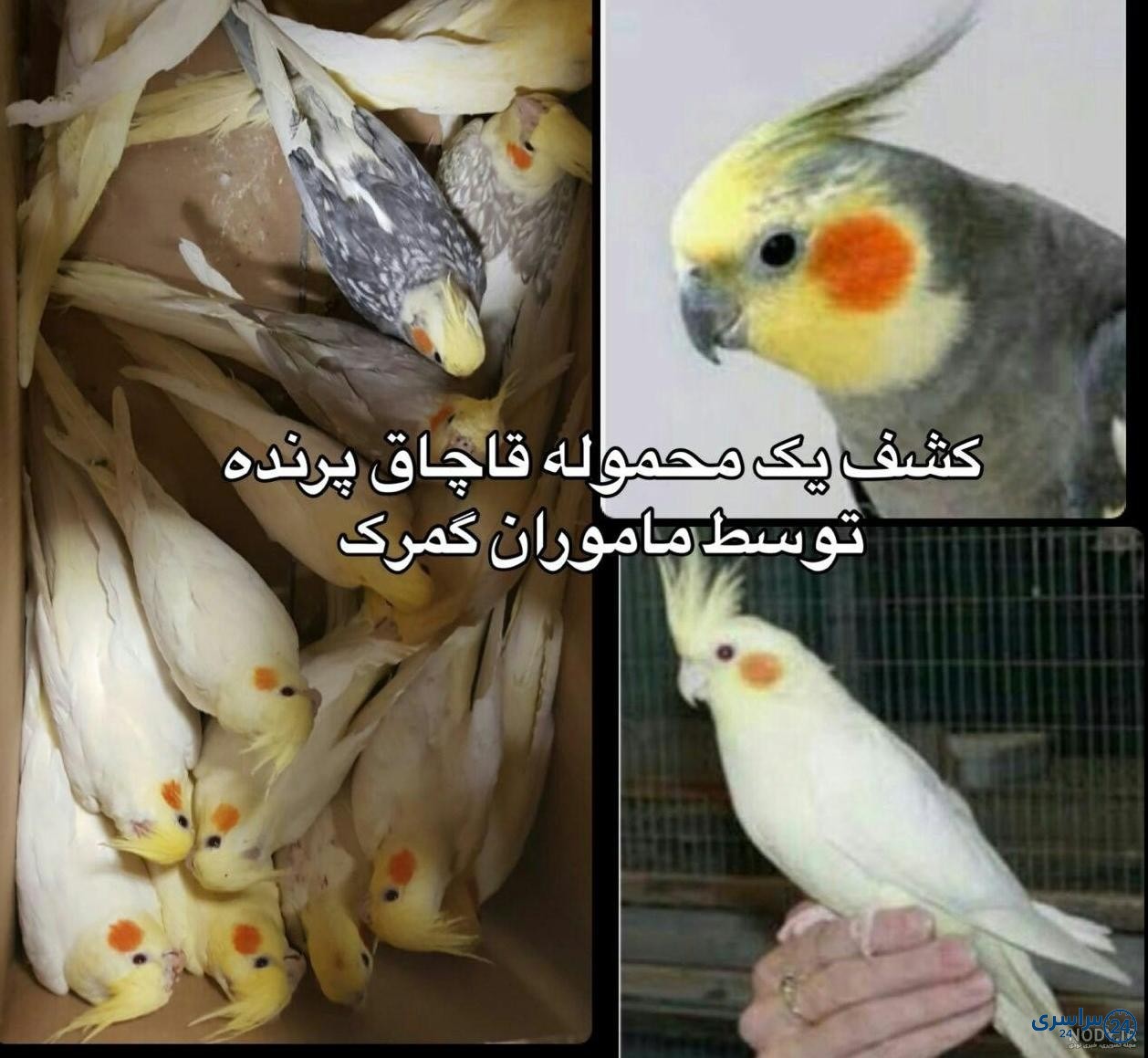 عکس عروس هلندی