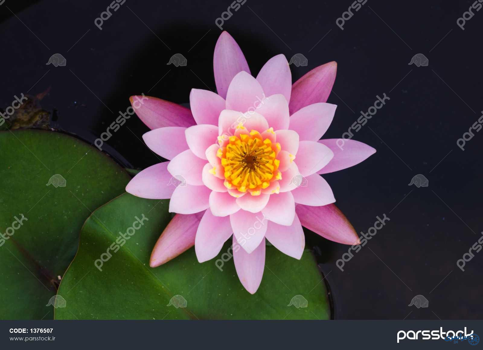 عکس گل از بالا
