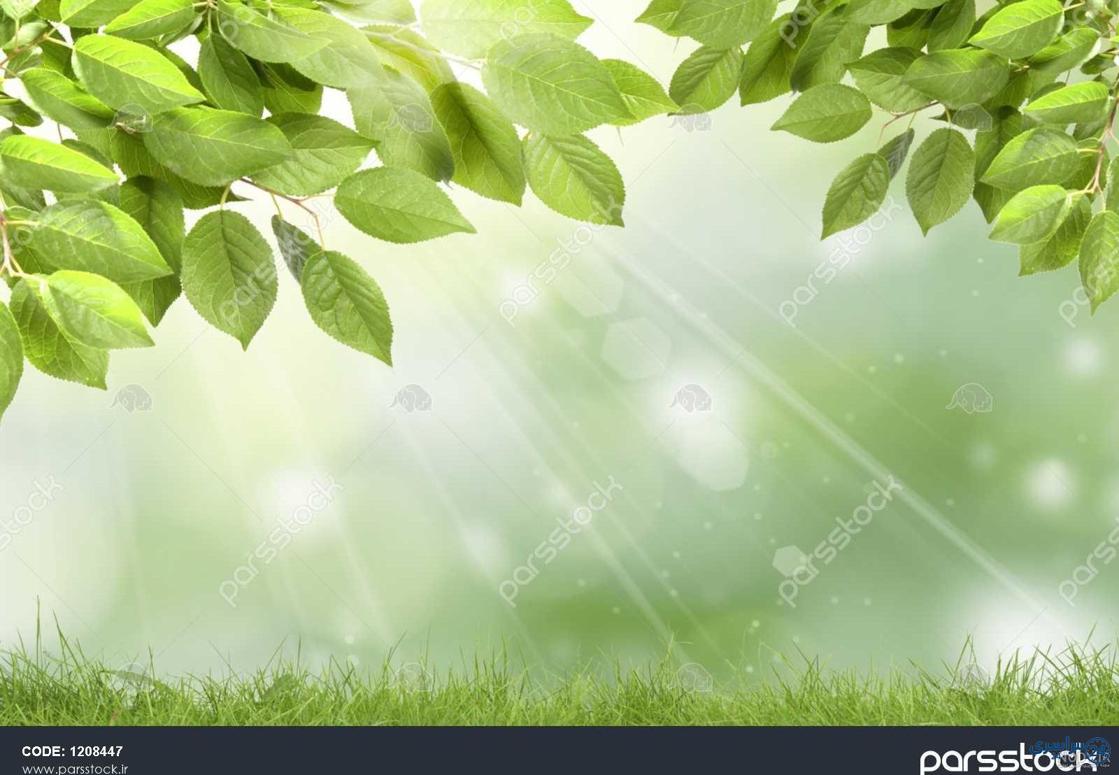 ظهر عکس