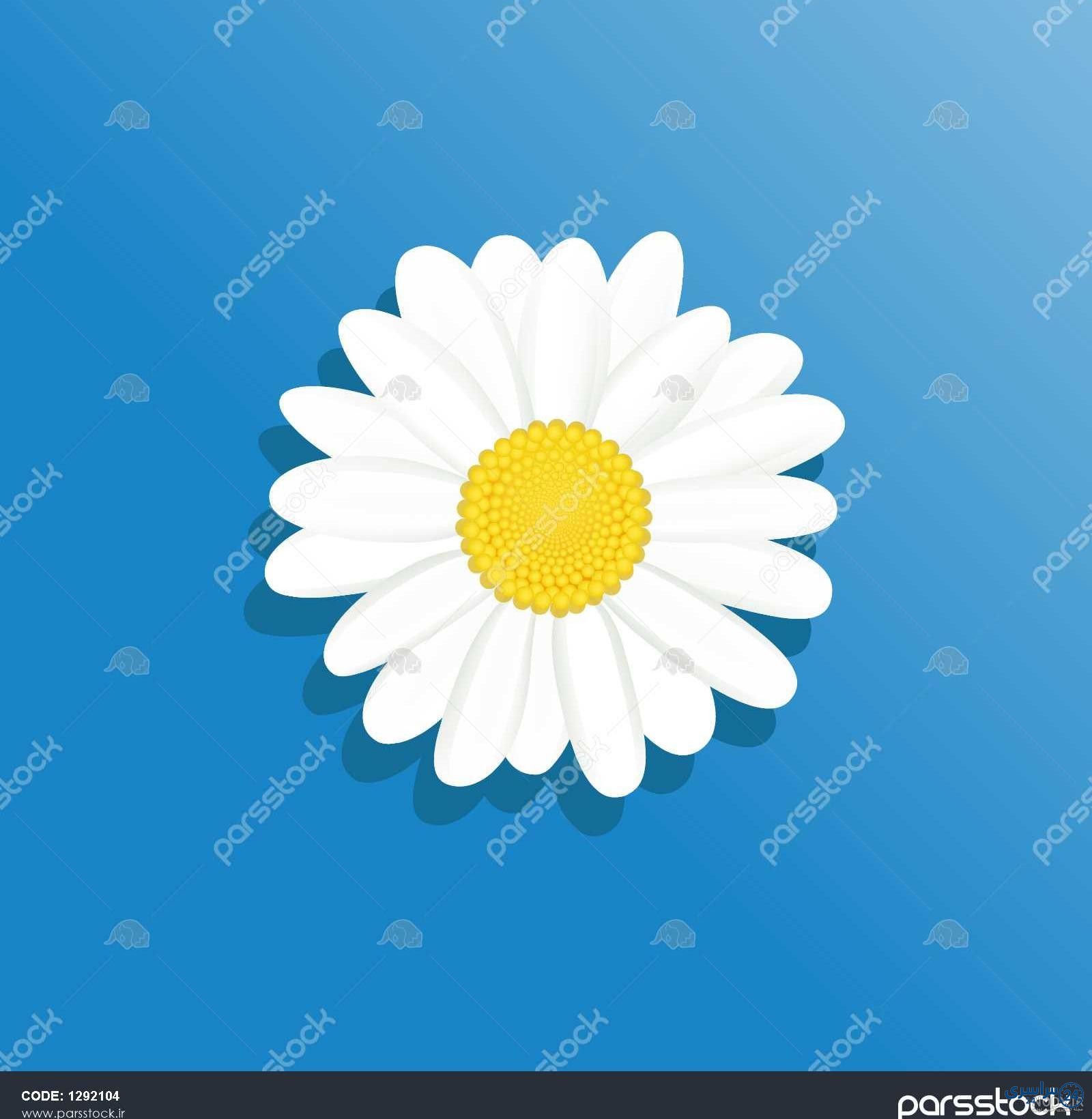 عکس گل بابونه