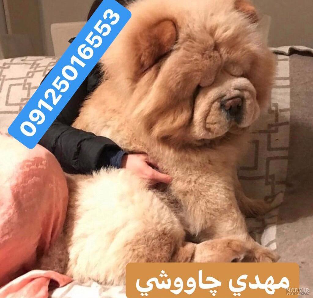 عکس سگ چاوچاو وحشی
