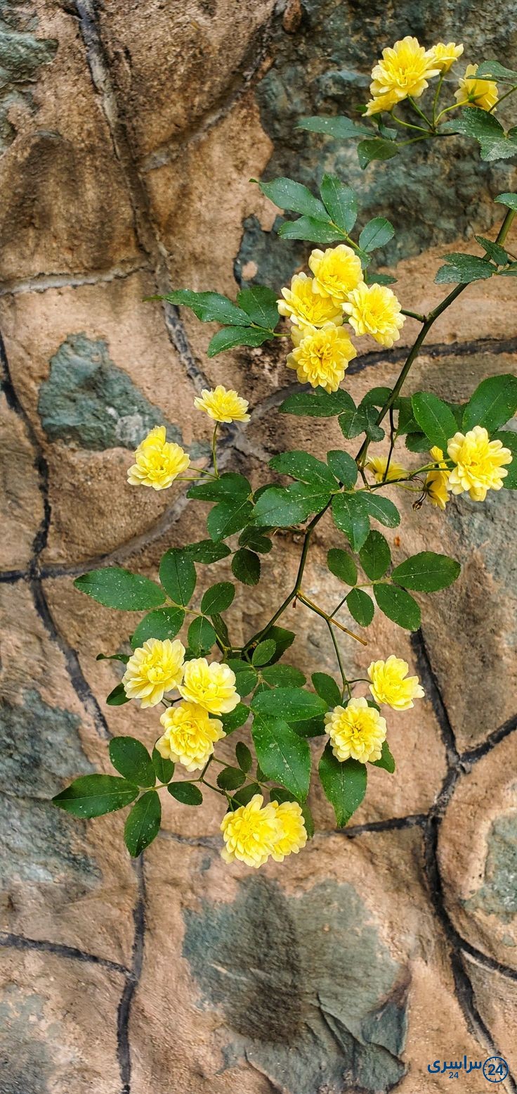 عکس گل طبیعی