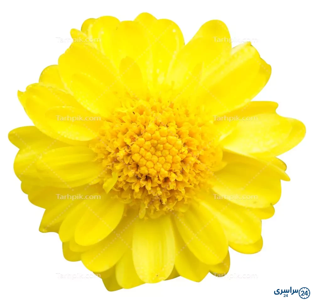 عکس گل بابونه زرد