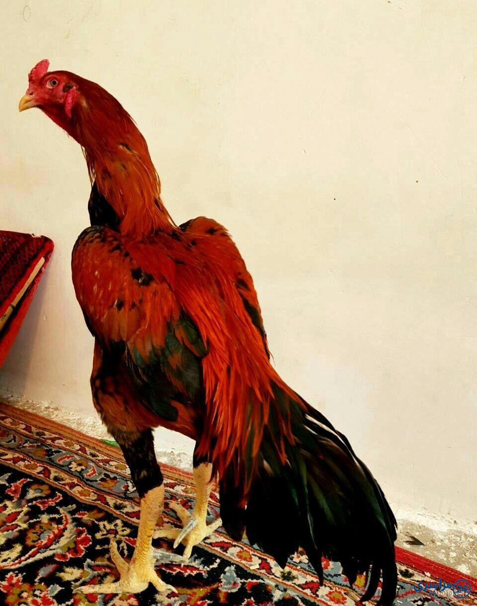 عکس خروس