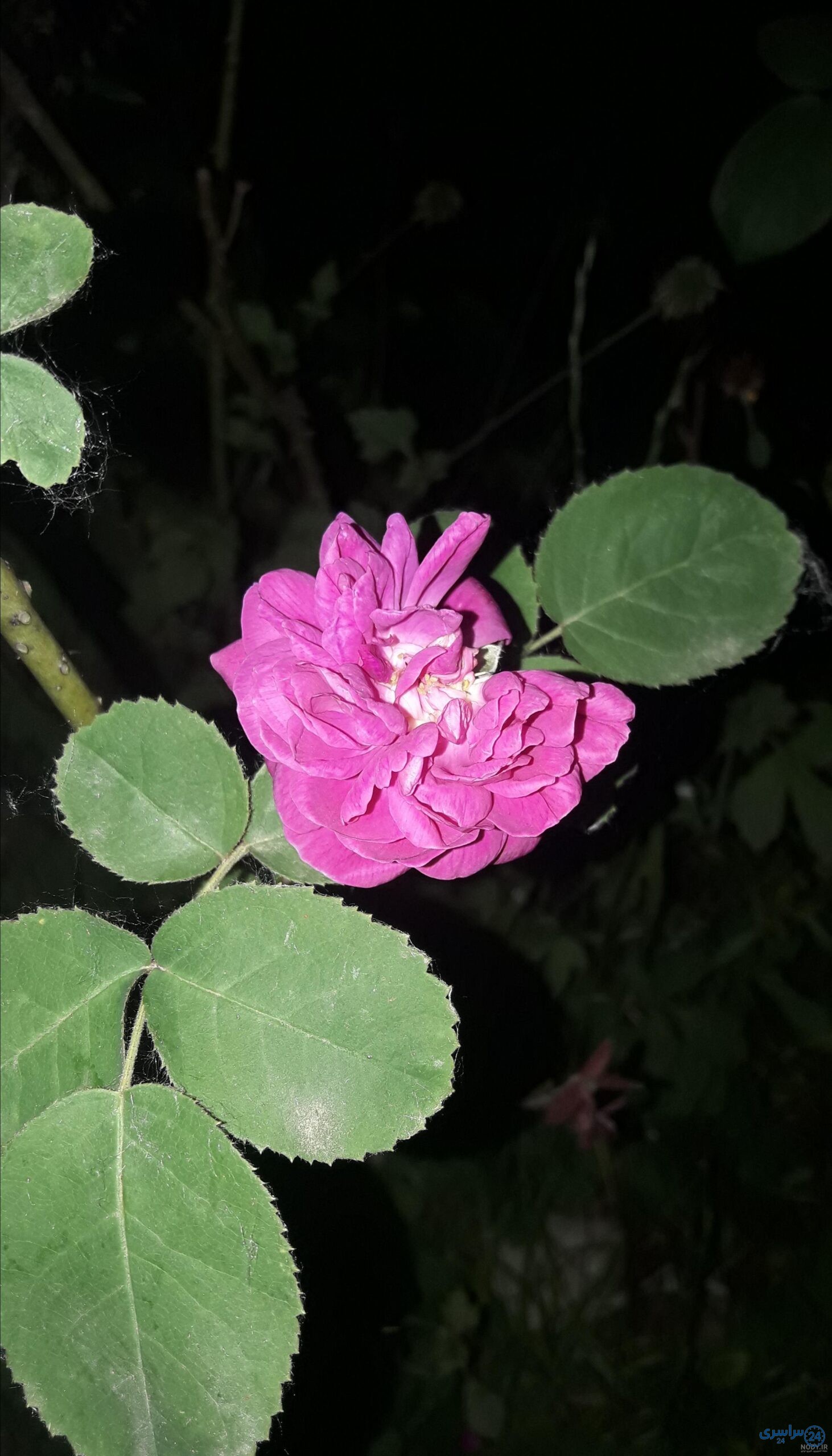 دانلود عکس گل محمدی برای پروفایل