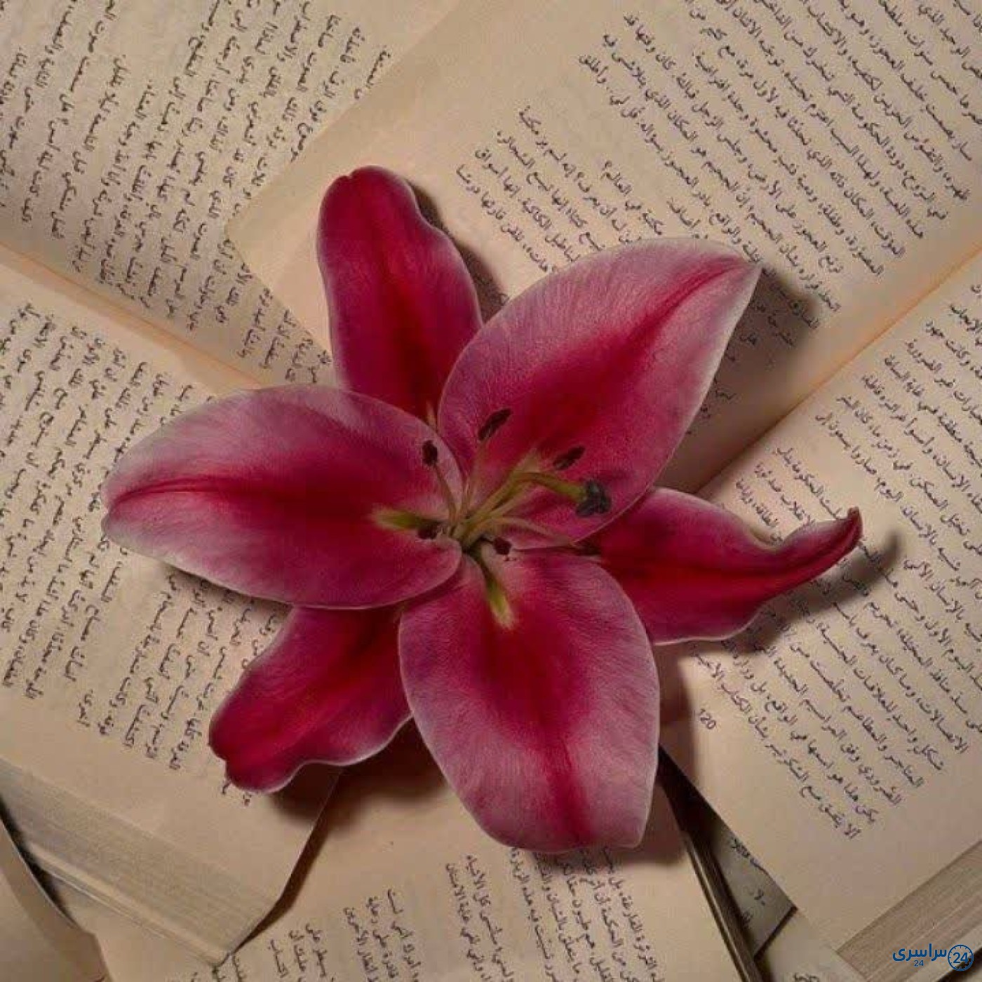 عکس گل لیلیوم