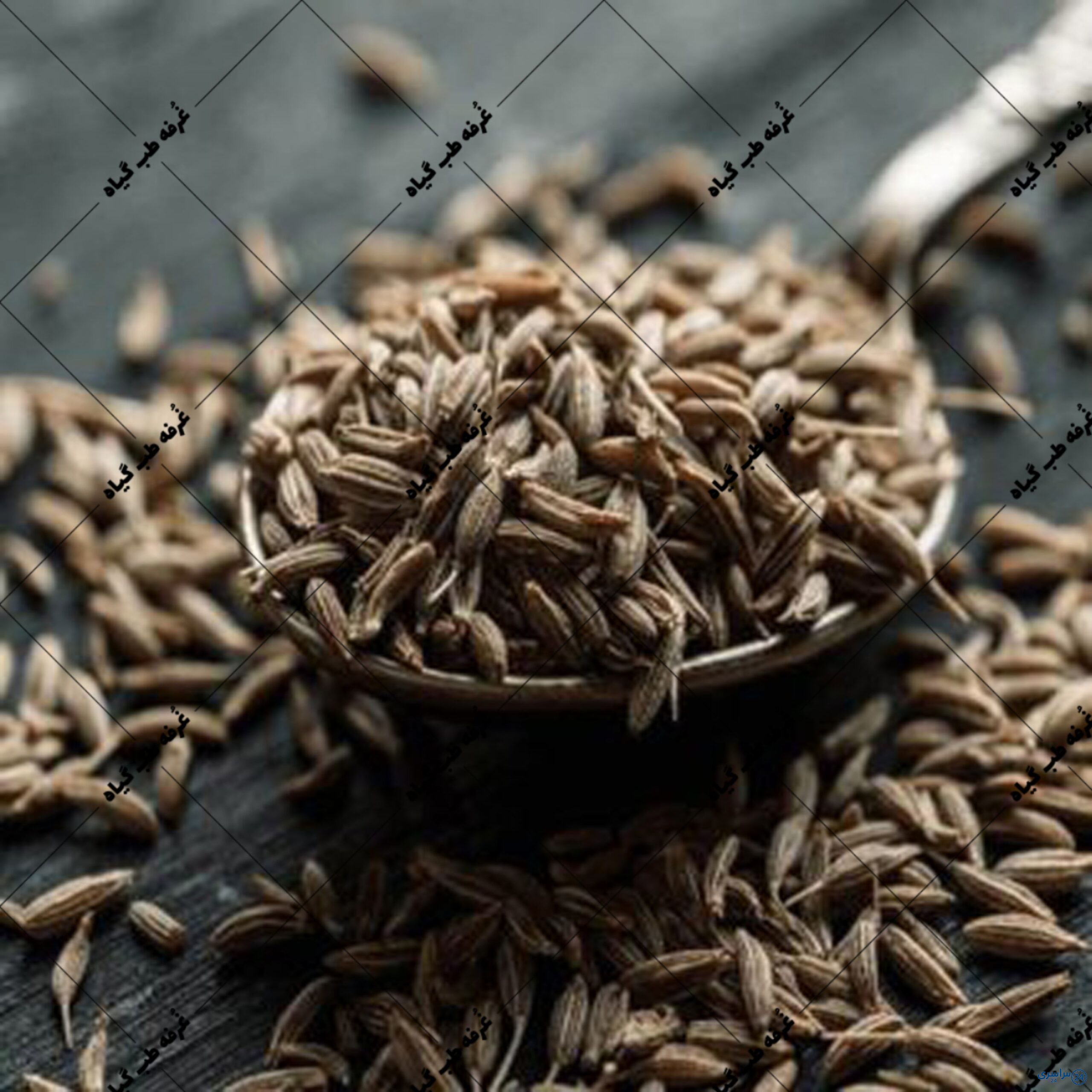عکس زیره