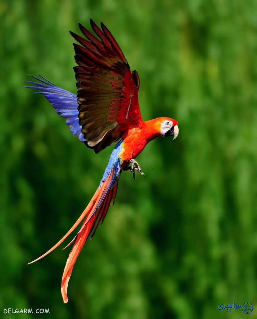 عکس طوطی