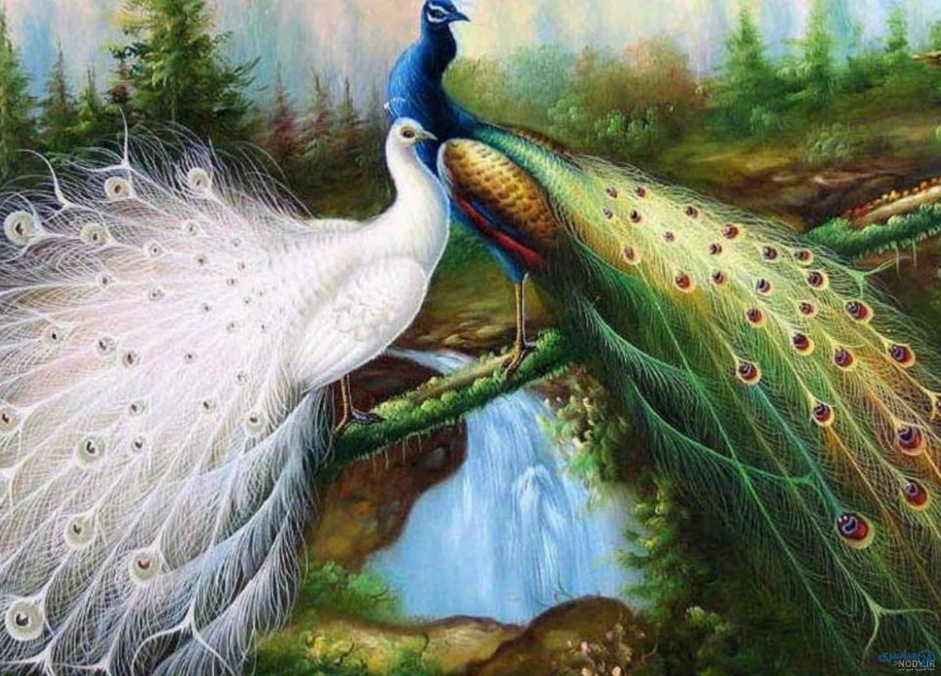 عکس طاووس